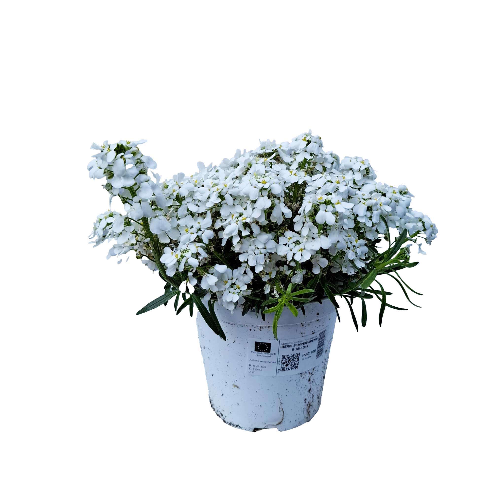 IBERIS SEMPERVIRENS BUSH D14