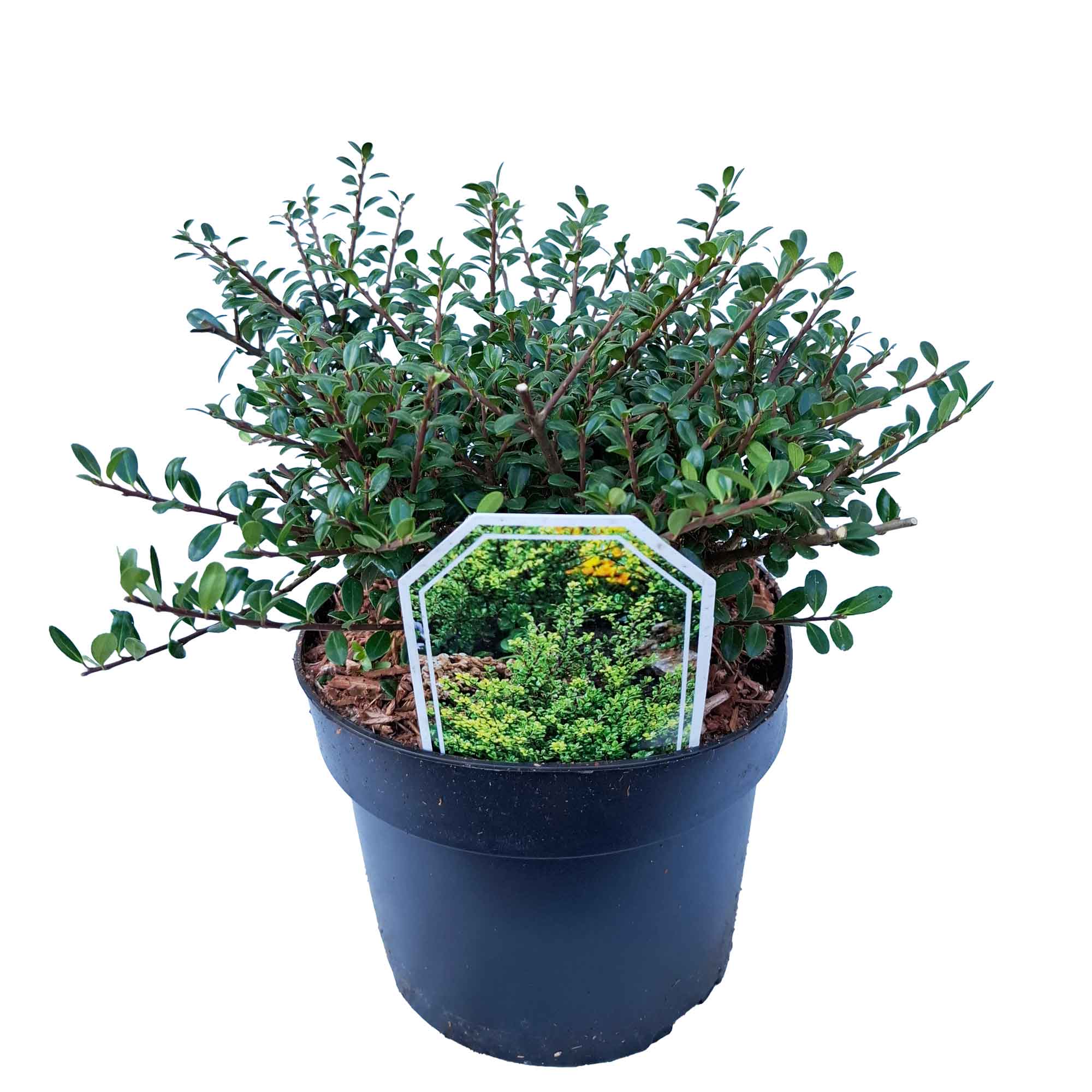 ilex crenata 'Glory Gem' 25/- C3