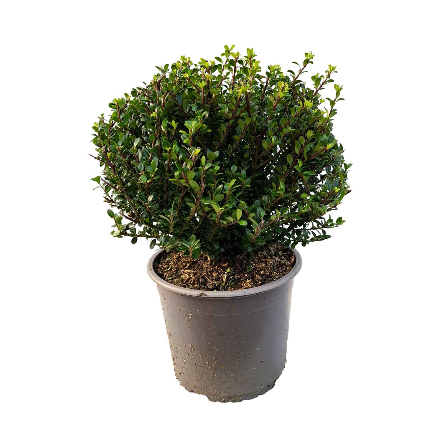 Ilex crenata 'Glorie Dwarf' ® 3L Kugel