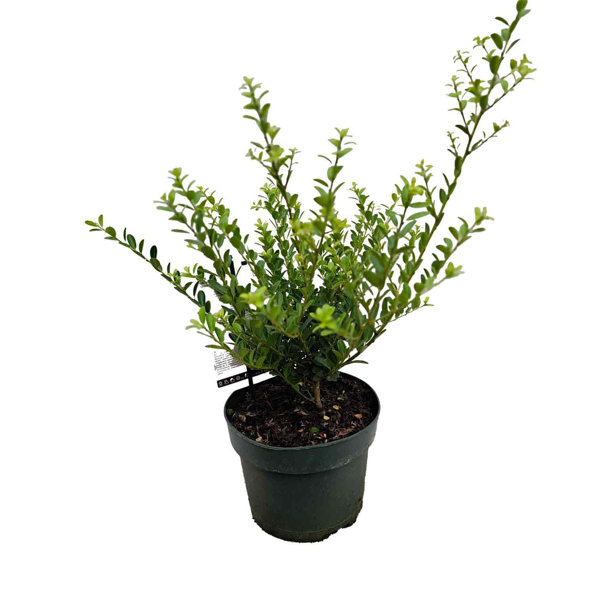 Ilex crenata 'Green Hedge' 25/30 C3