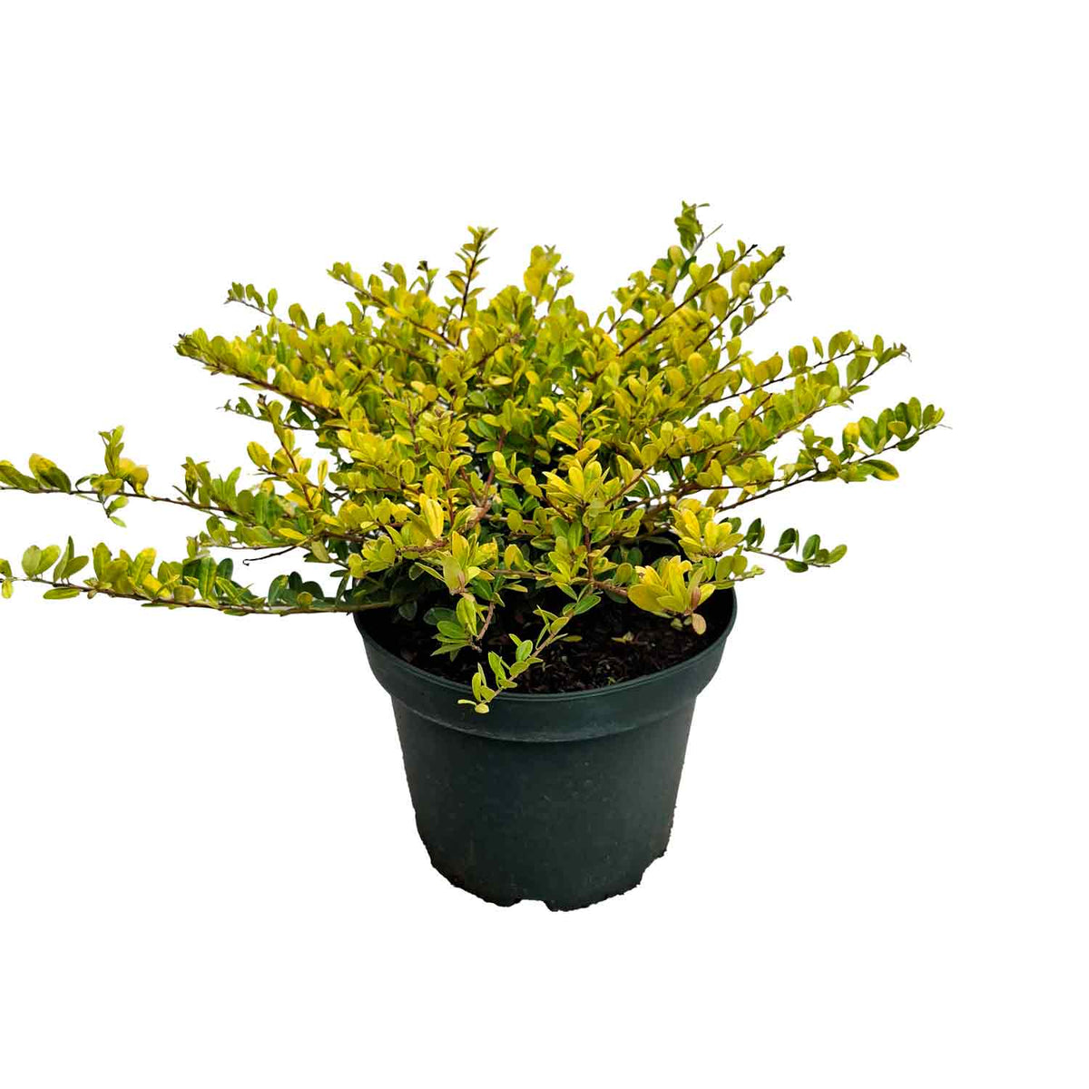 Ilex crenata 'Golden Gem' 40/50 C5