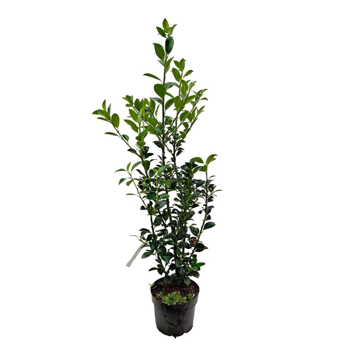 Ilex meserveae 'Heckenfee' 30/- C2