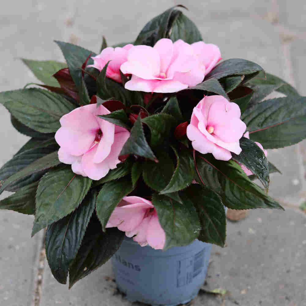 Flittighans - Impatiens New Guinea 12 cm. pott.