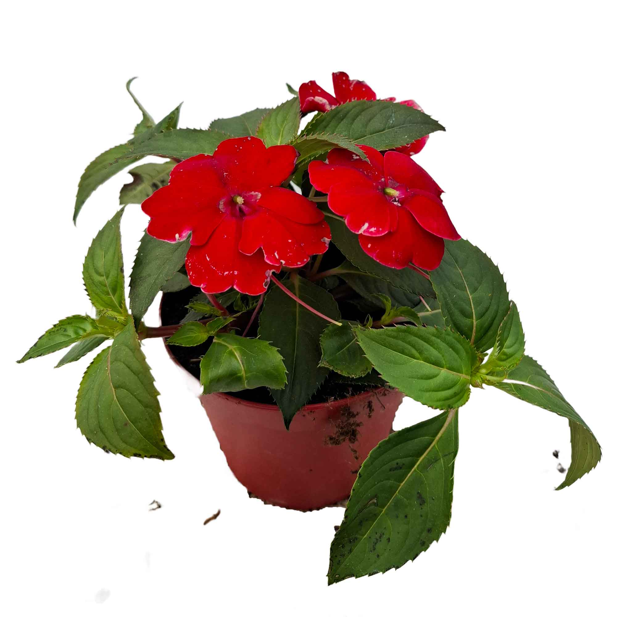 IMPATIENS NUOVA GUINEA SUNPATIENS BUSH D14