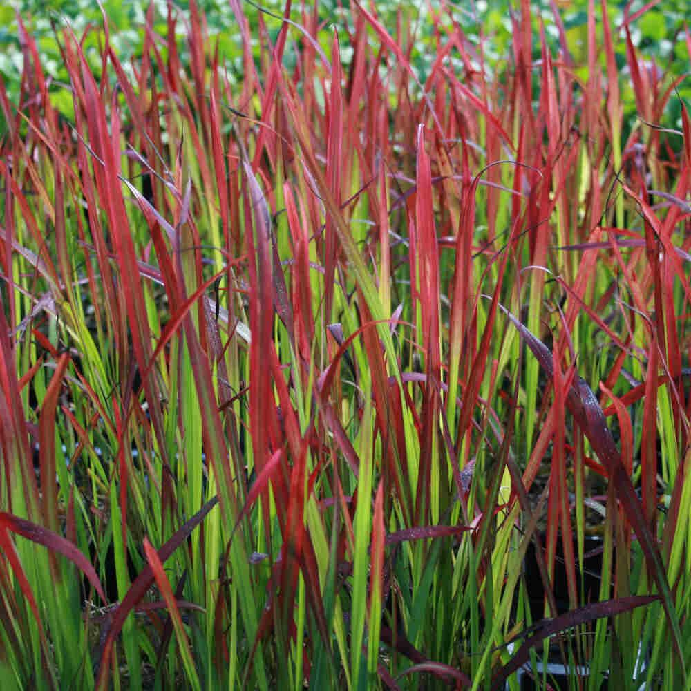 Imperata cylindrica var. koenig 'Red Baron' C17