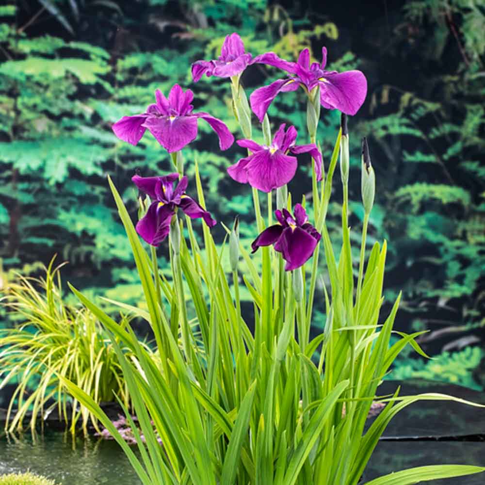 Iris kaempferi P9