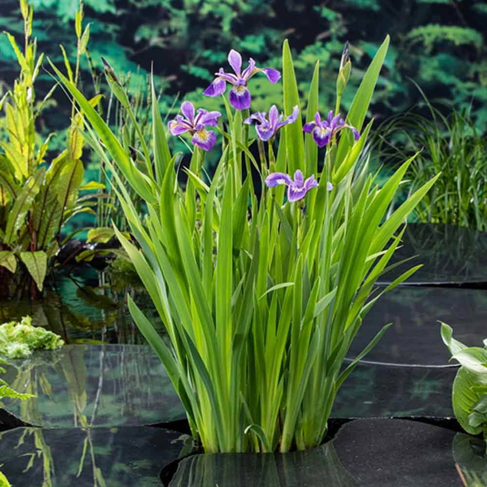 Iris versicolor P9
