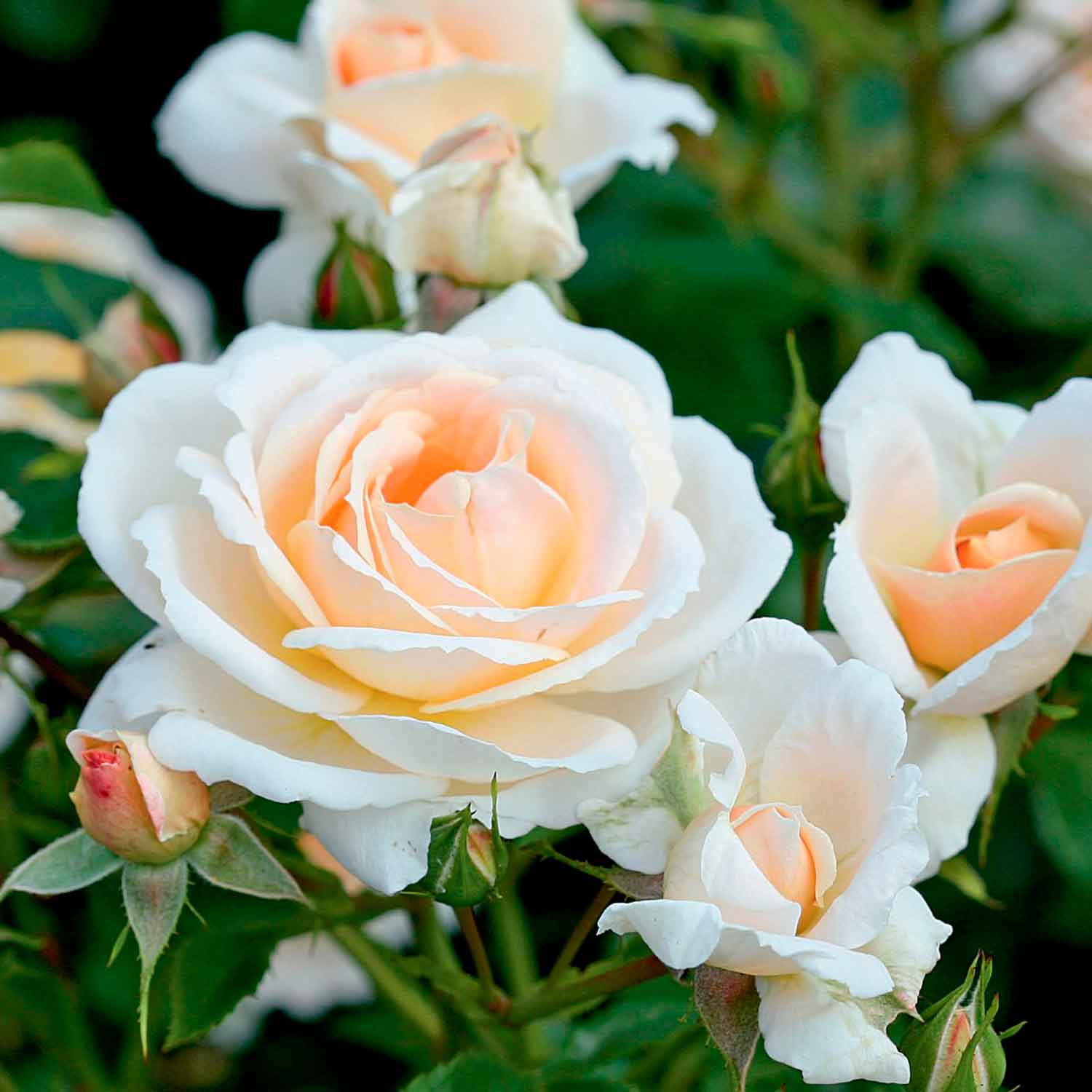 Rosa 'Isarperle'
