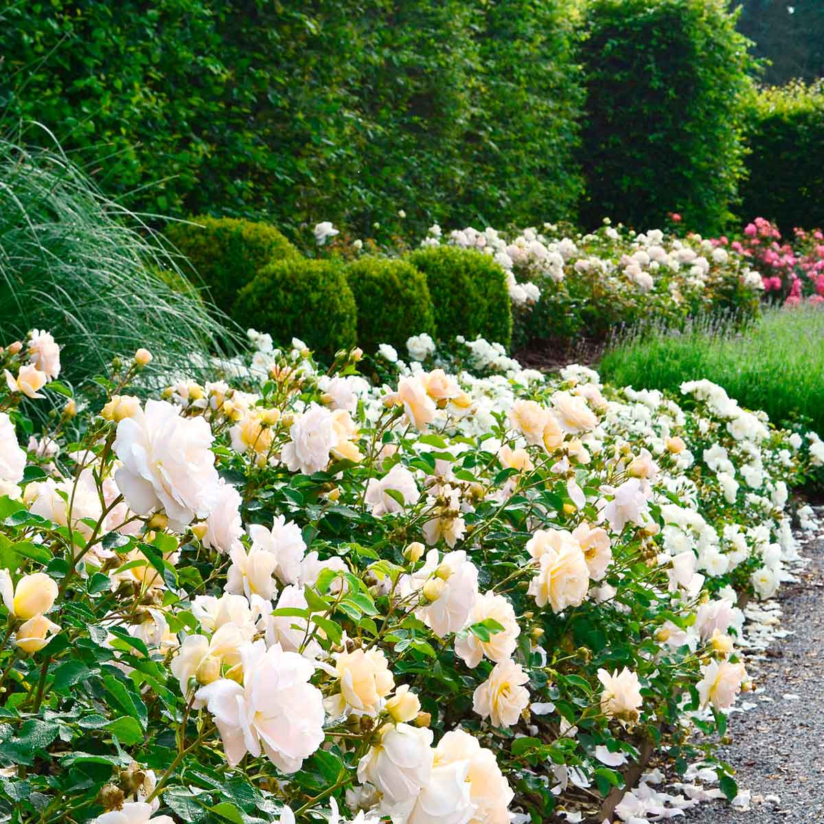 Rosa 'Isarperle'