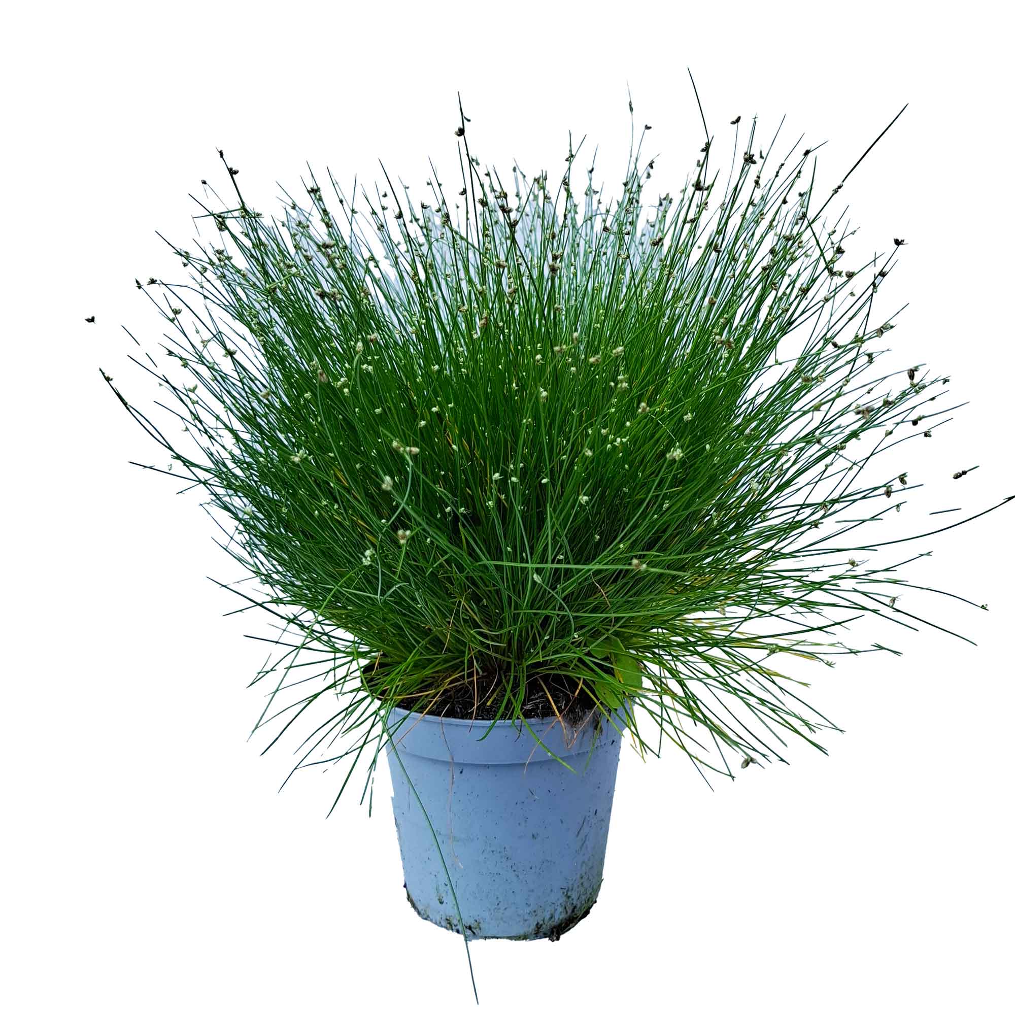 Isolepis Cernua Cesp.D14