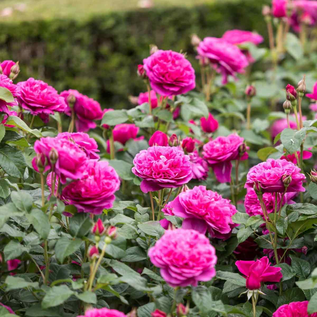 Rosa James L. Austin (Auspike)