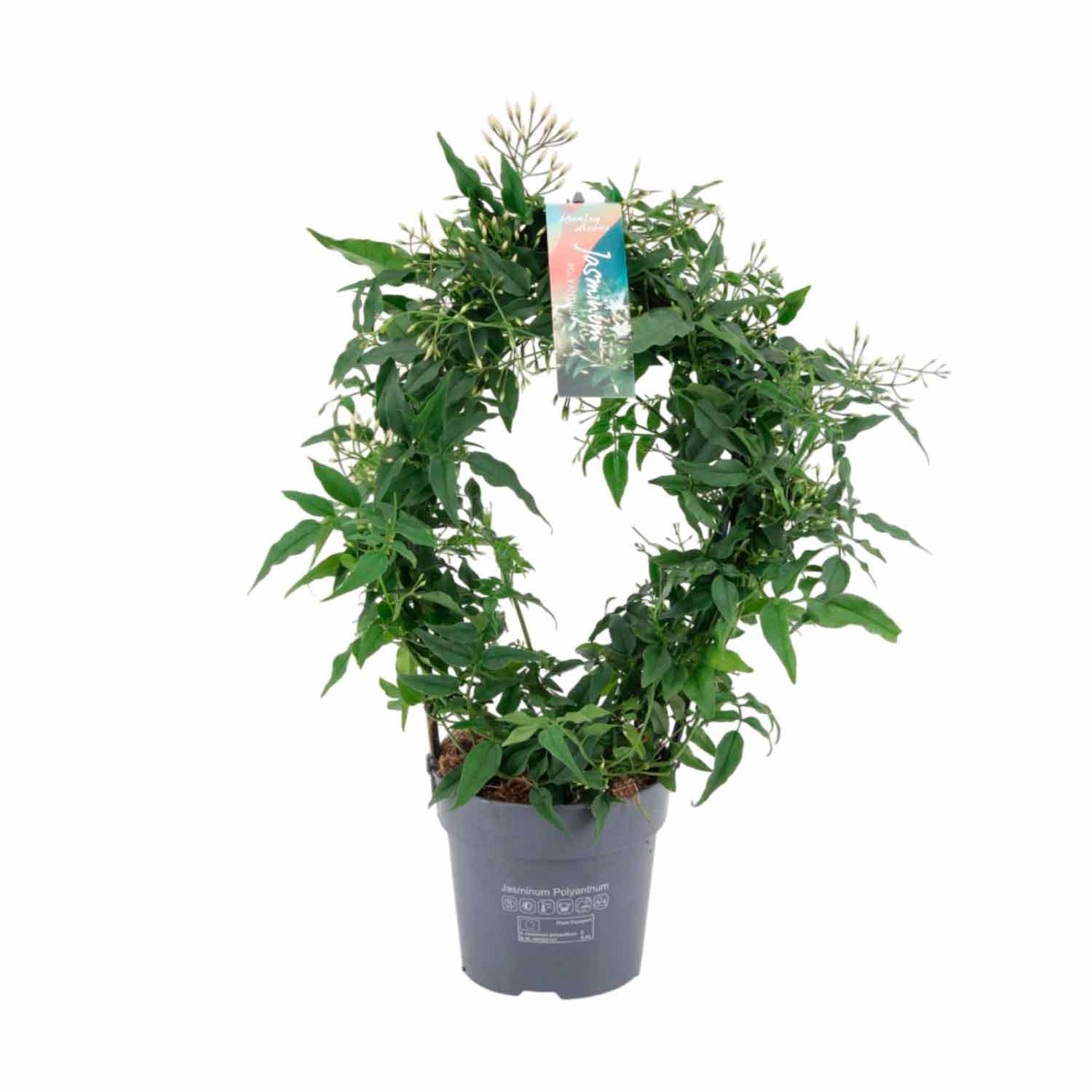 Jasminum polyanthum (white) 12cm