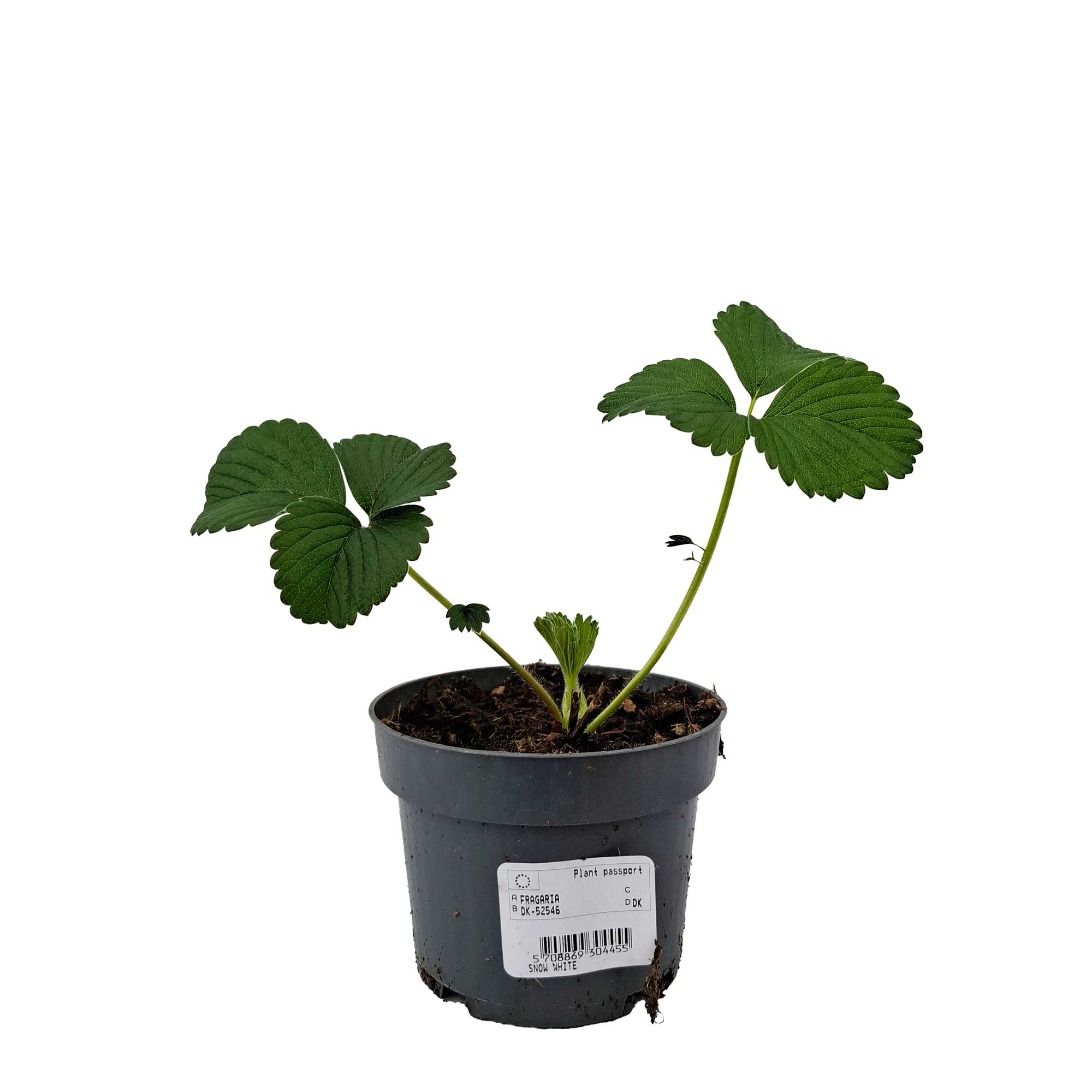 Fragaria Ananassa 'Snövit' 10,5 cm
