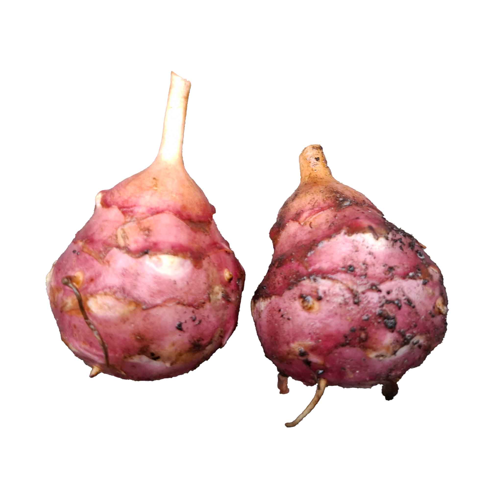 Jordskok - Helianthus tuberosus 'Rema'