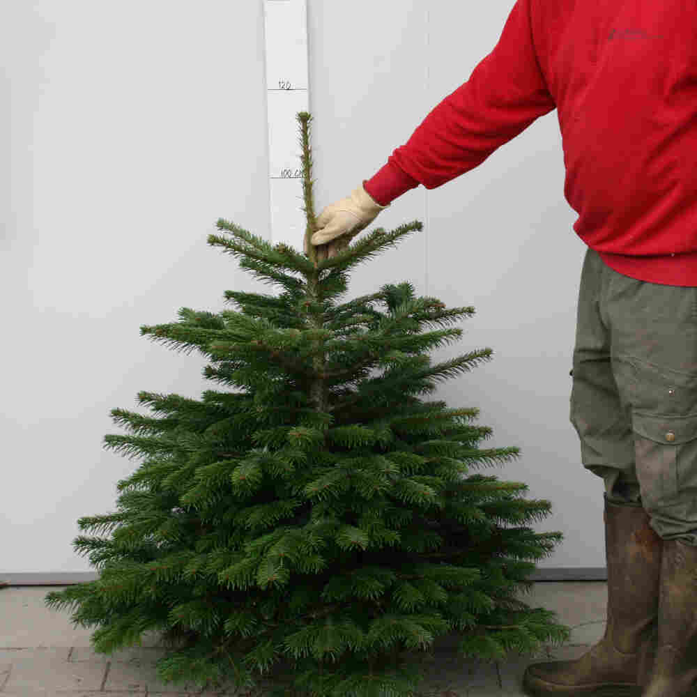 Christmas tree 100-125cm