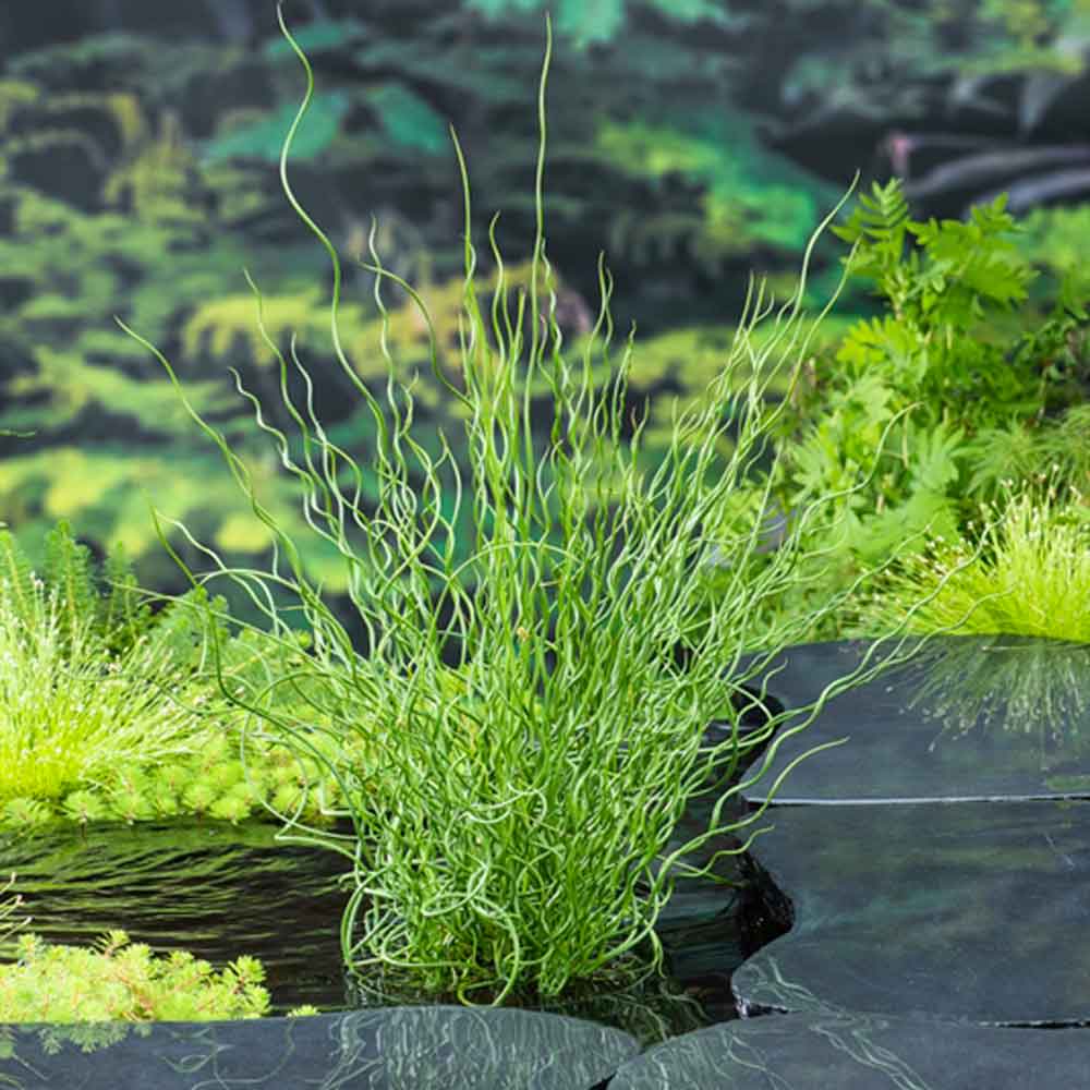 Juncus effusus Spiralis P9