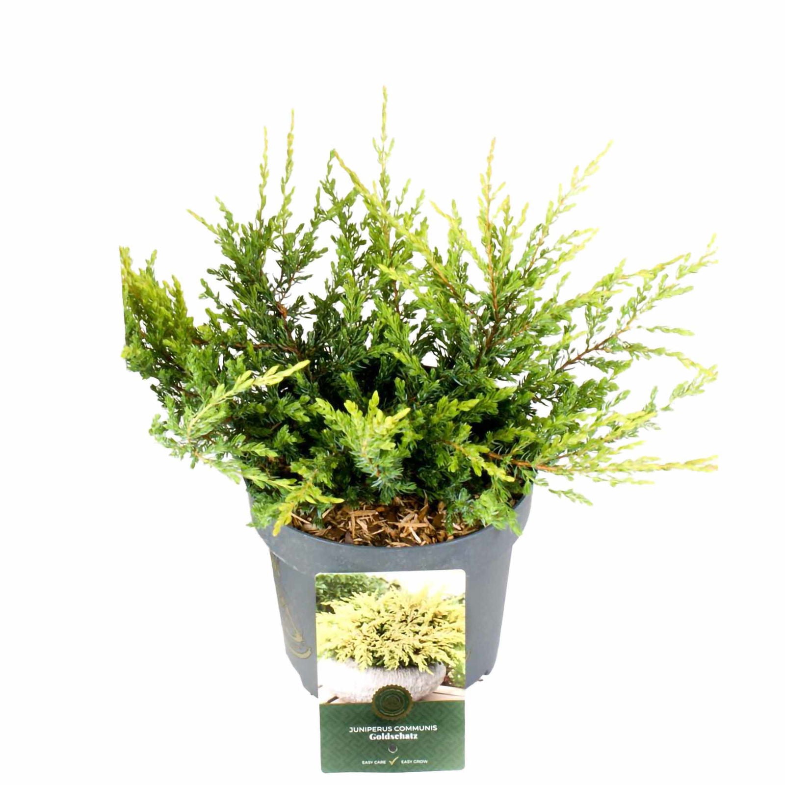 Juniperus com. Goldschatz® D 2.5
