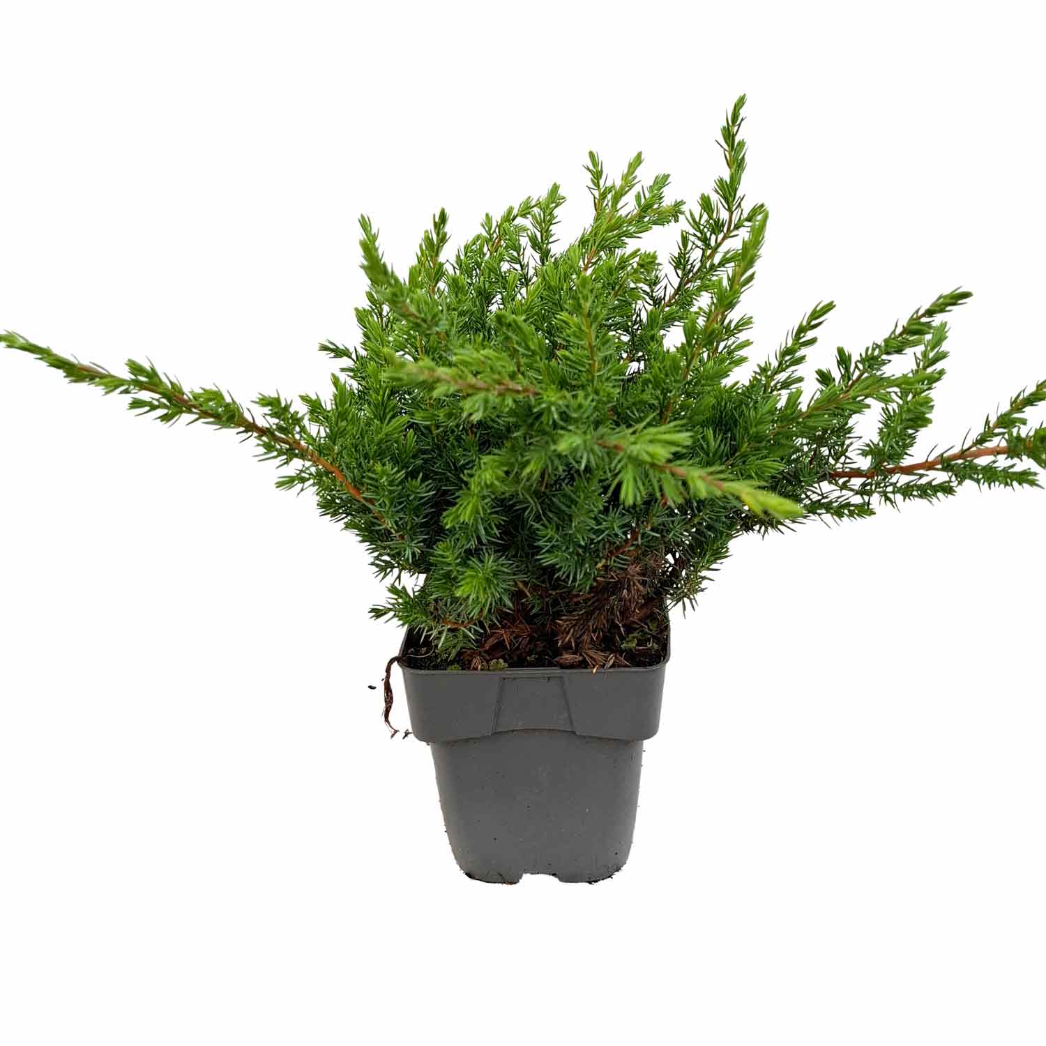 Juniperus conferta 'Schlager' C2 20-25 cm