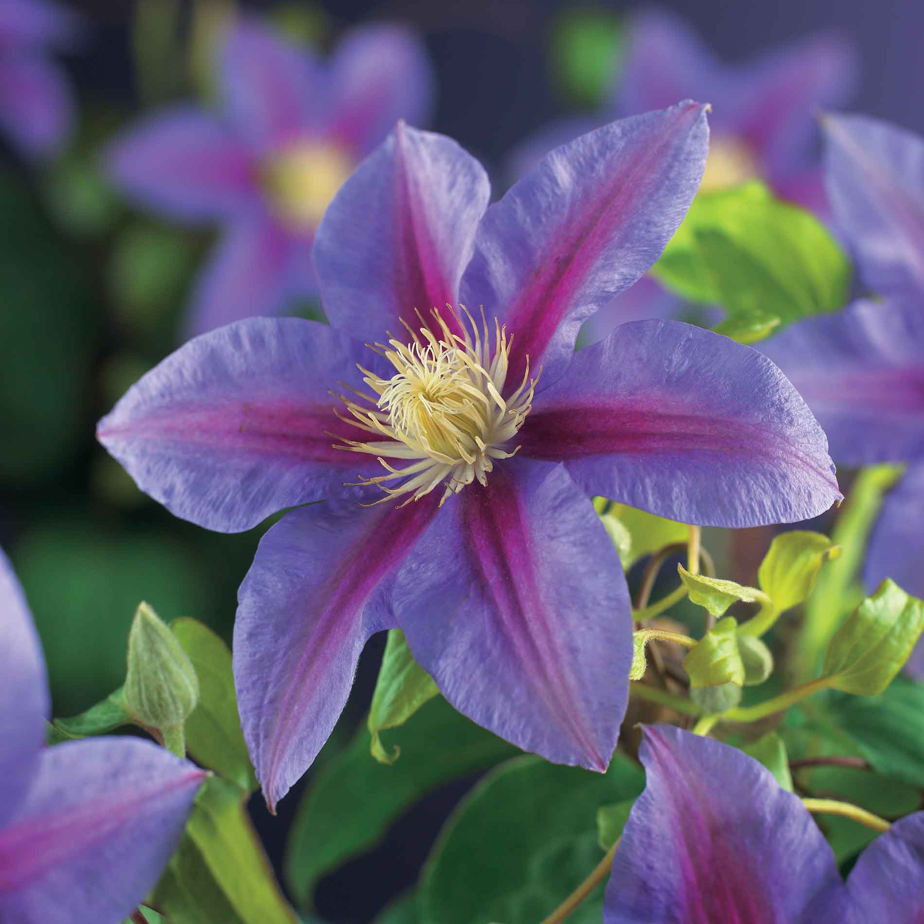 Clematis (Early Large-flowered) 'Barbara Jackm 17cm
