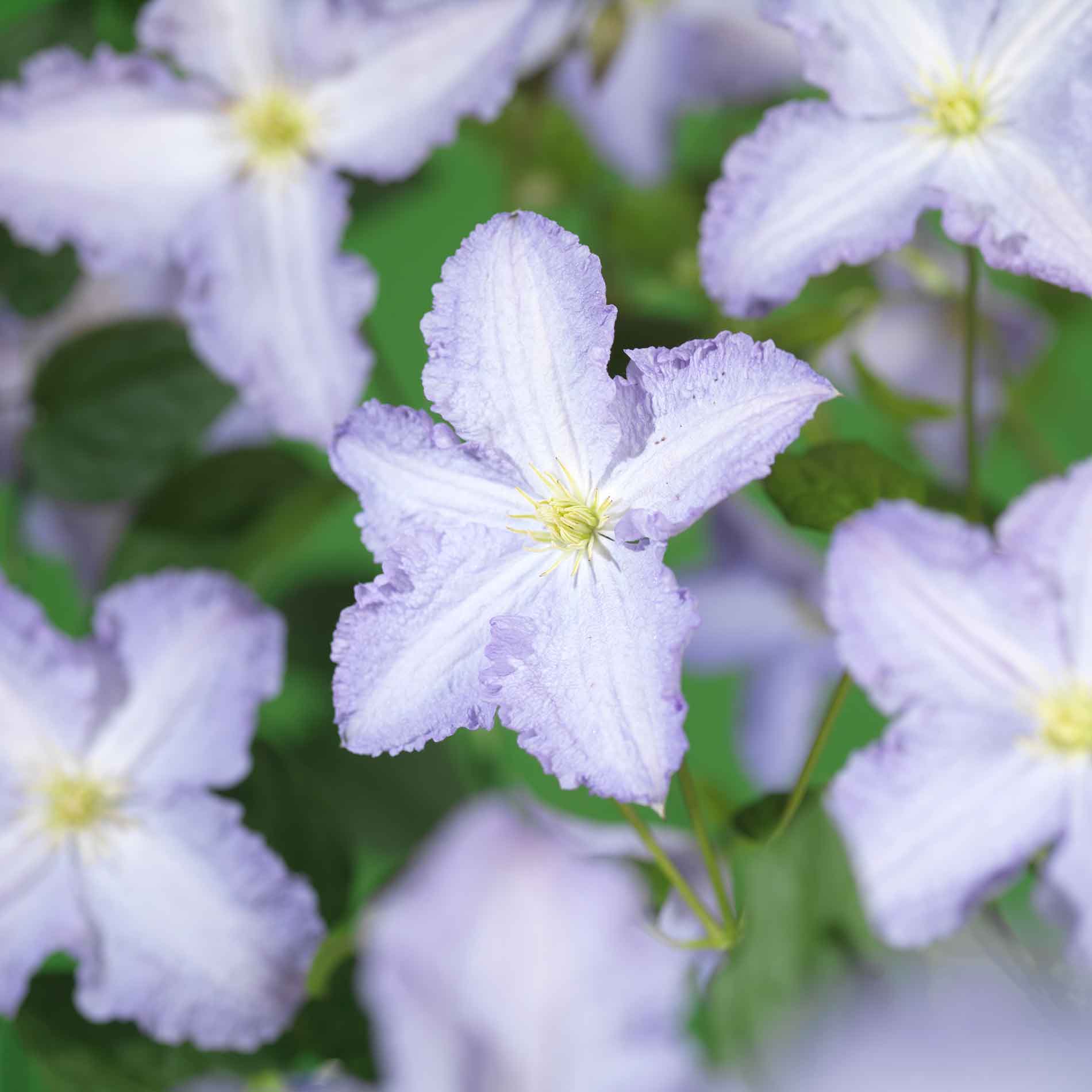 Clematis viticella 'Blue Angel' C2,3 60- 100