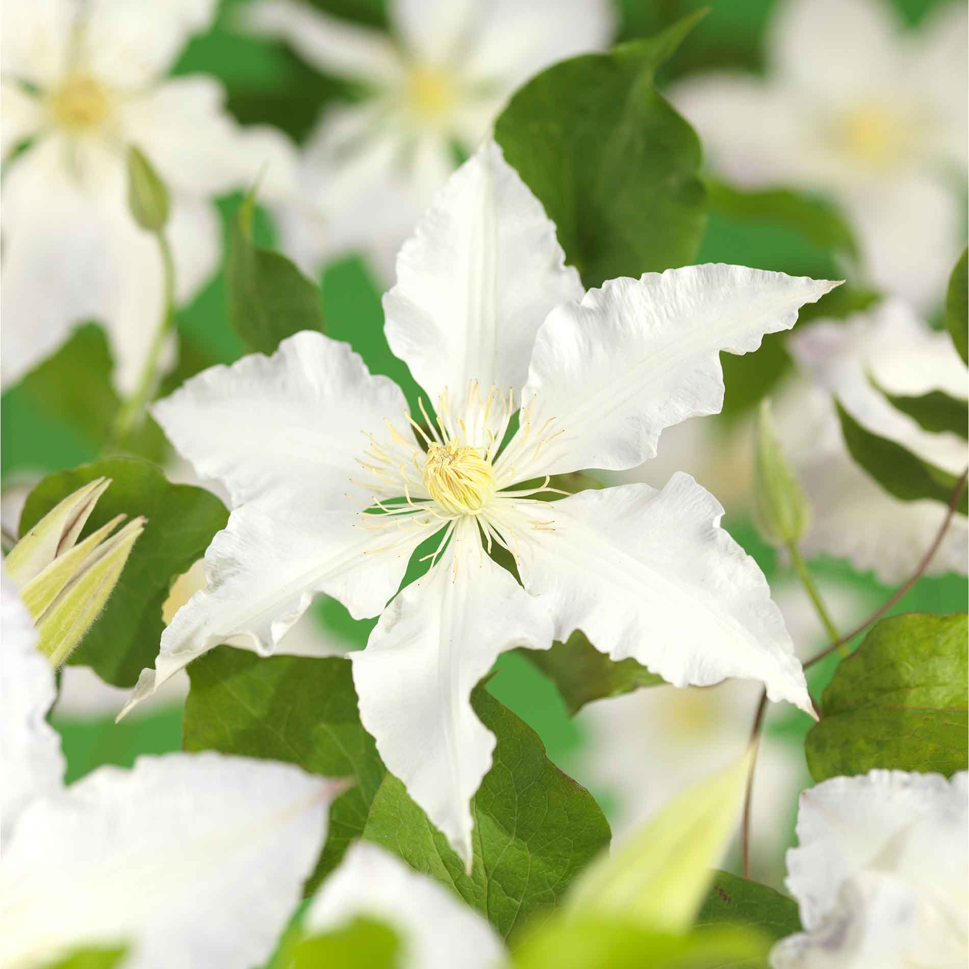 Clematis 'Gladys Picard'