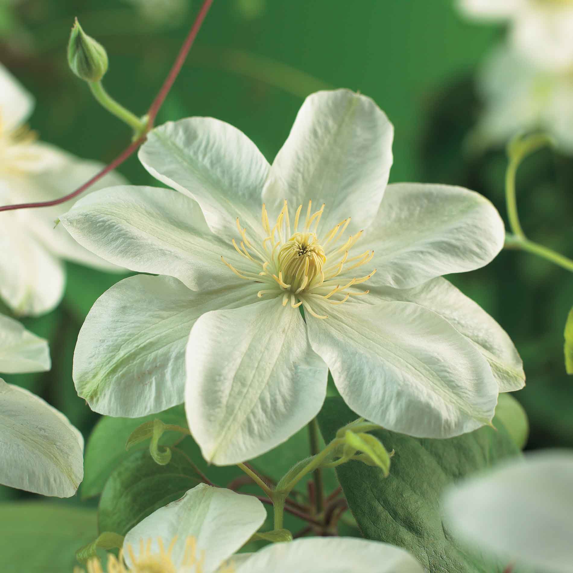 Clematis 'Guernsey Cream'