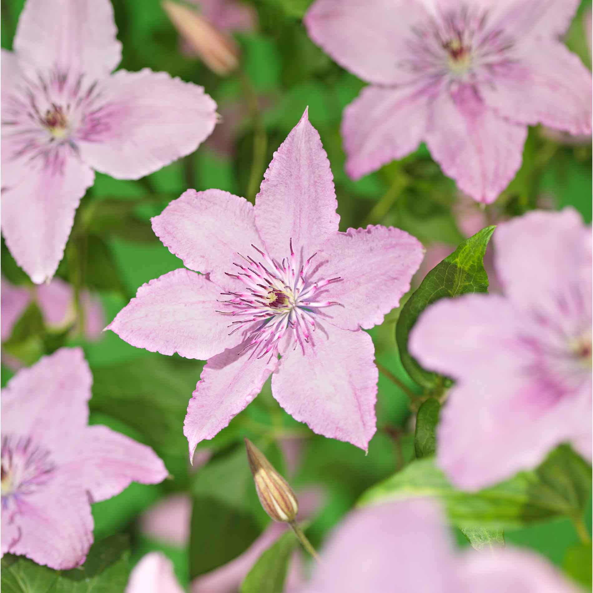 Clematis (Late Large-flowered) 'Hagley Hybrid' 17cm