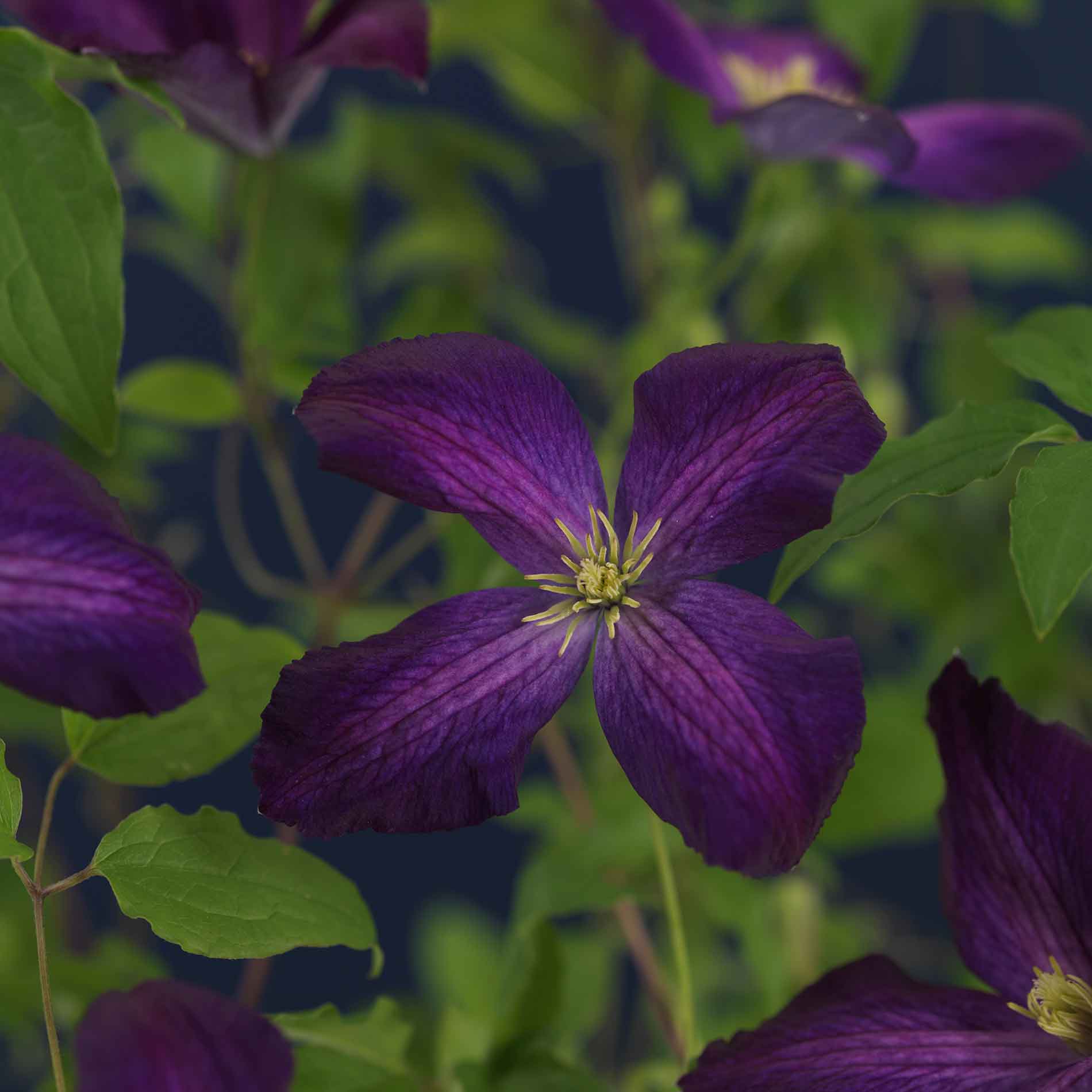 Clematis Jackmanii Purpurea 3 L. pot.