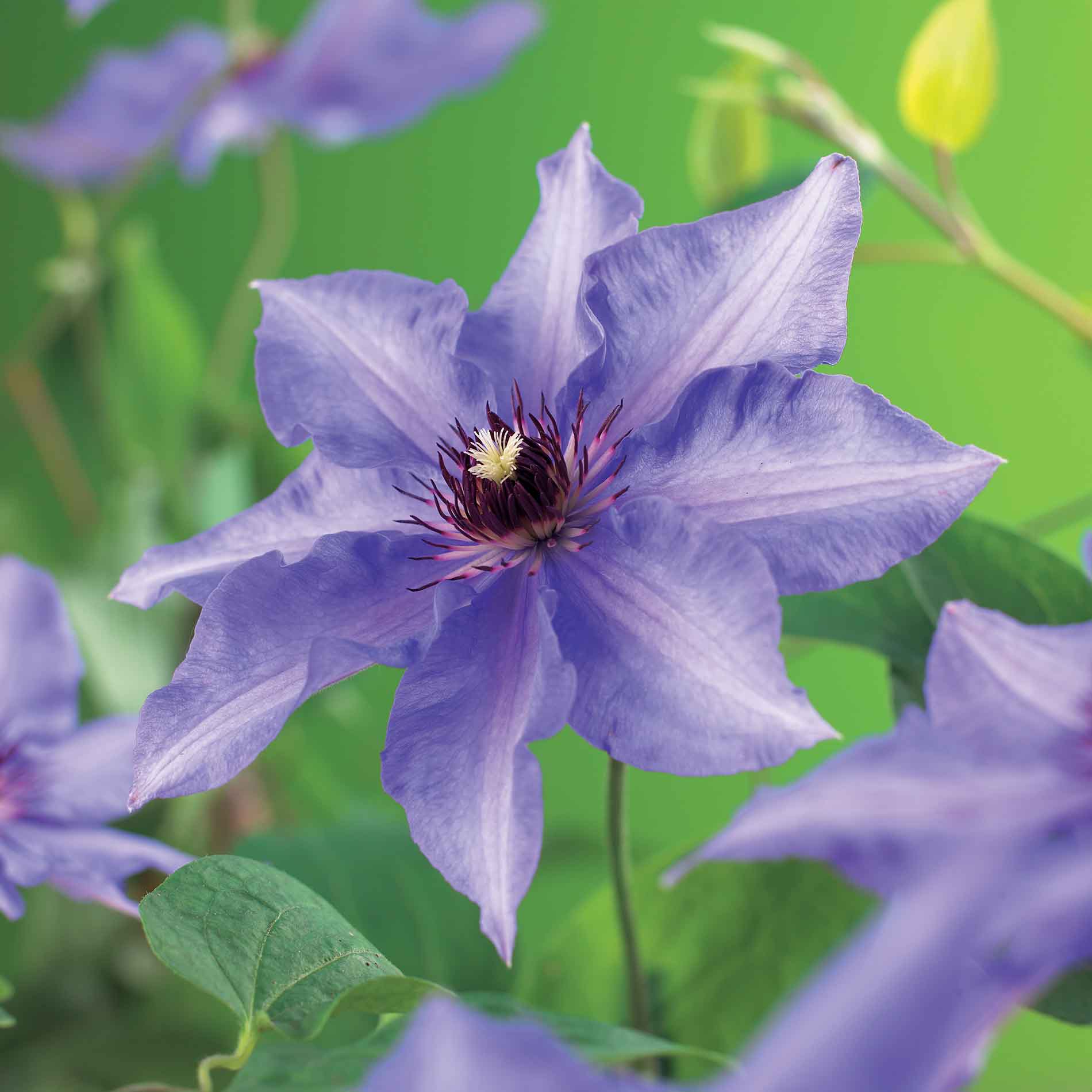 Clematis 'Konigskind' 17cm