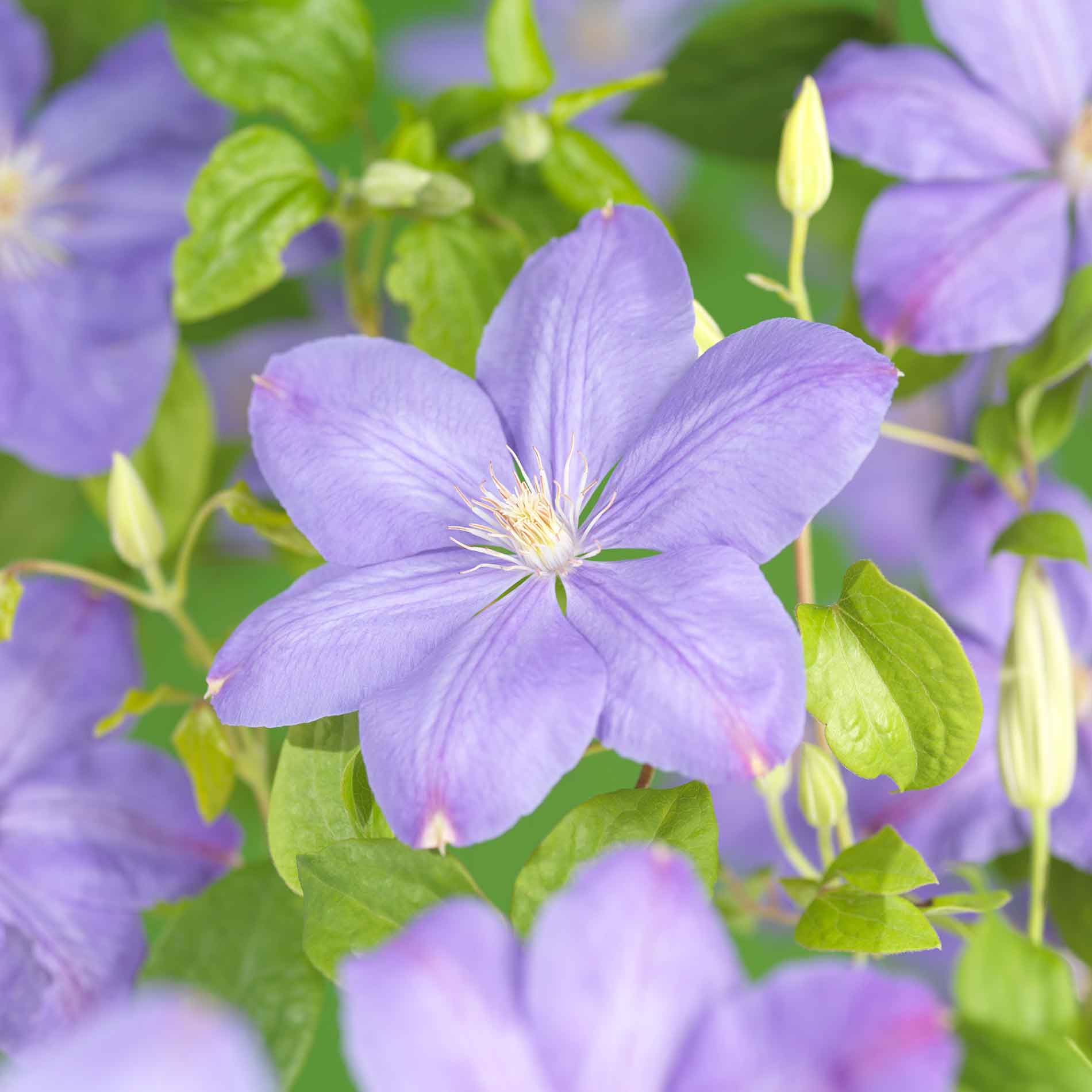 Clematis 'Mrs. Cholmondeley'