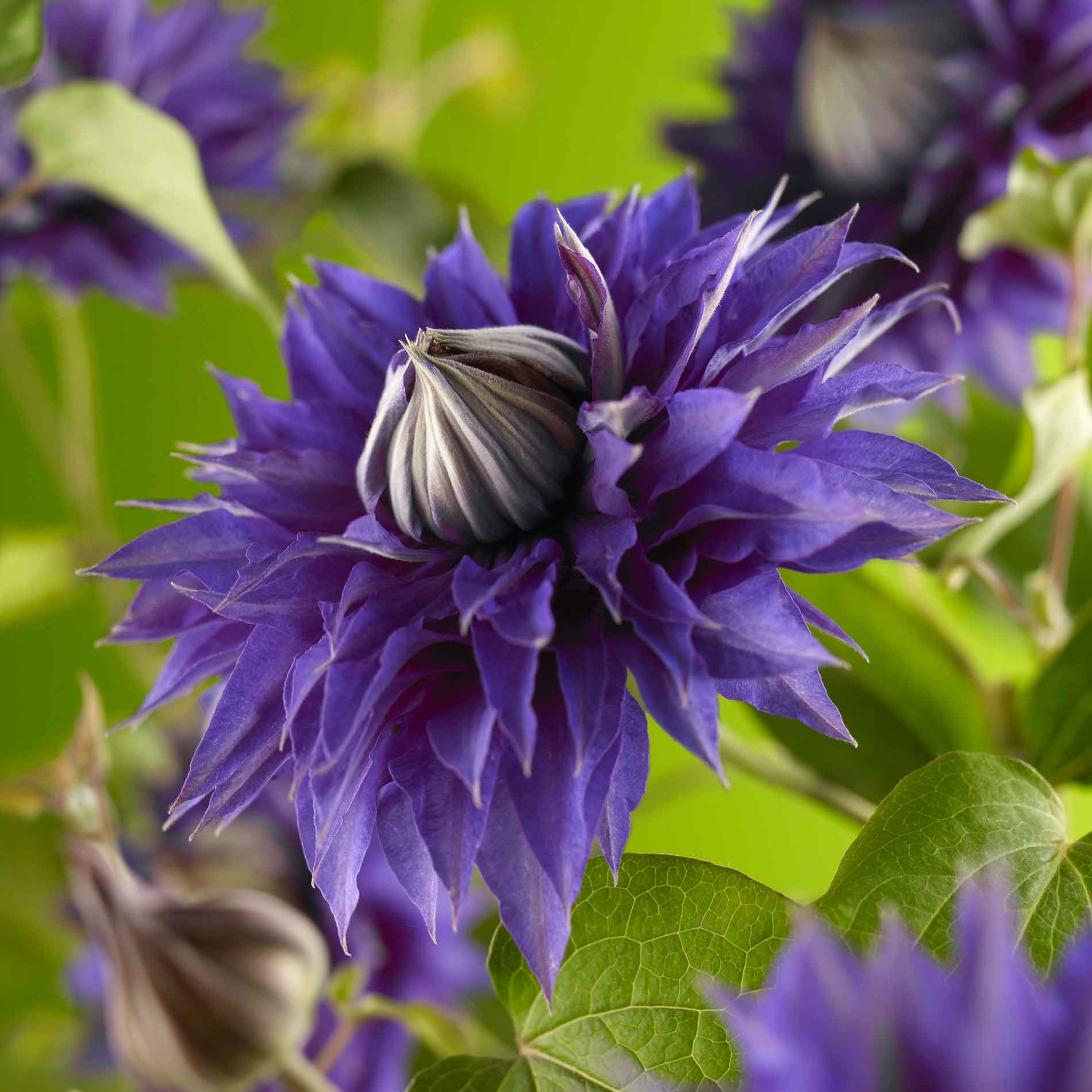 Clematis Multi Blue 2 L Kruka