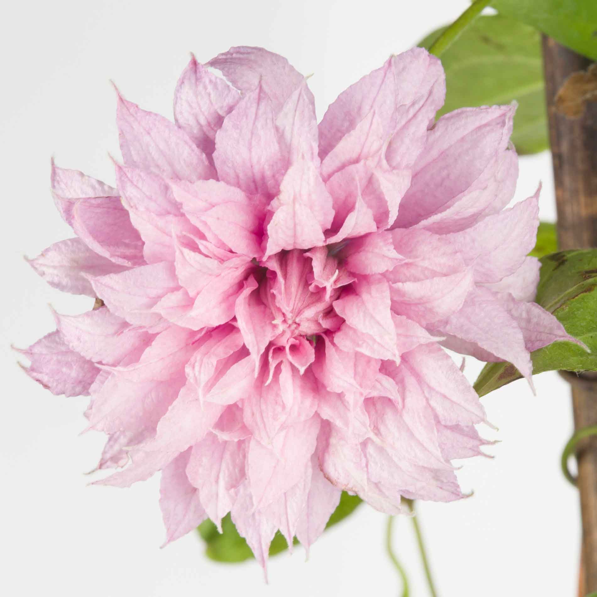 Clematis 'Multi pink'