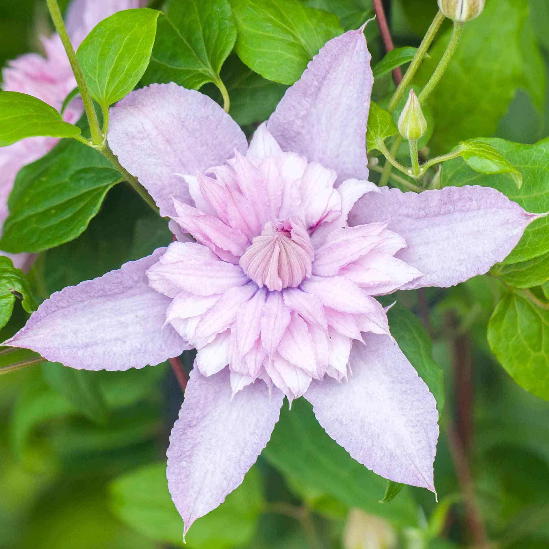 Clematis 'Multi pink'