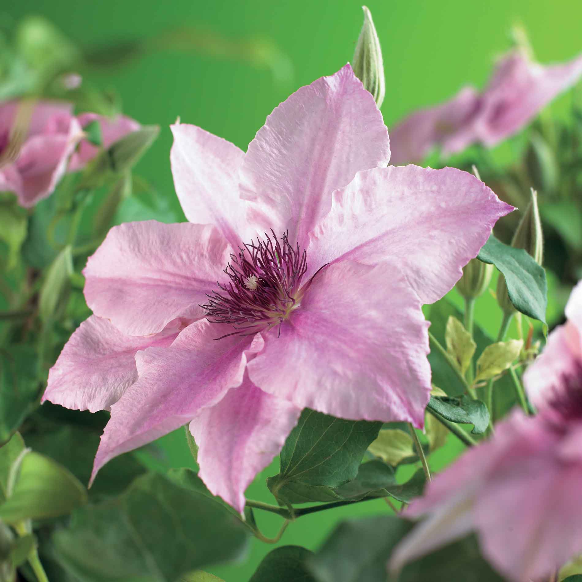 Clematis 'Pink Fantasy'