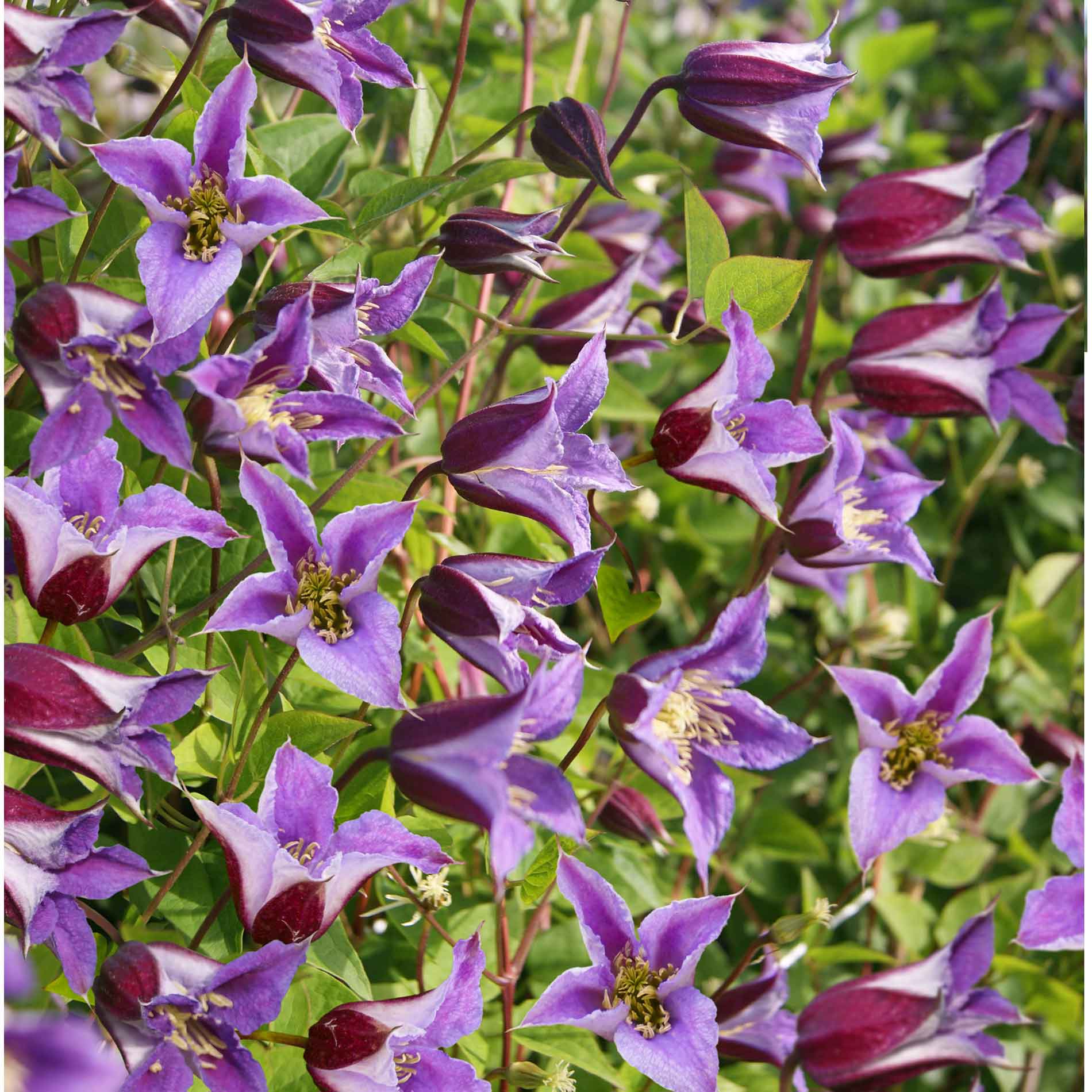 Clematis Prince William PBR