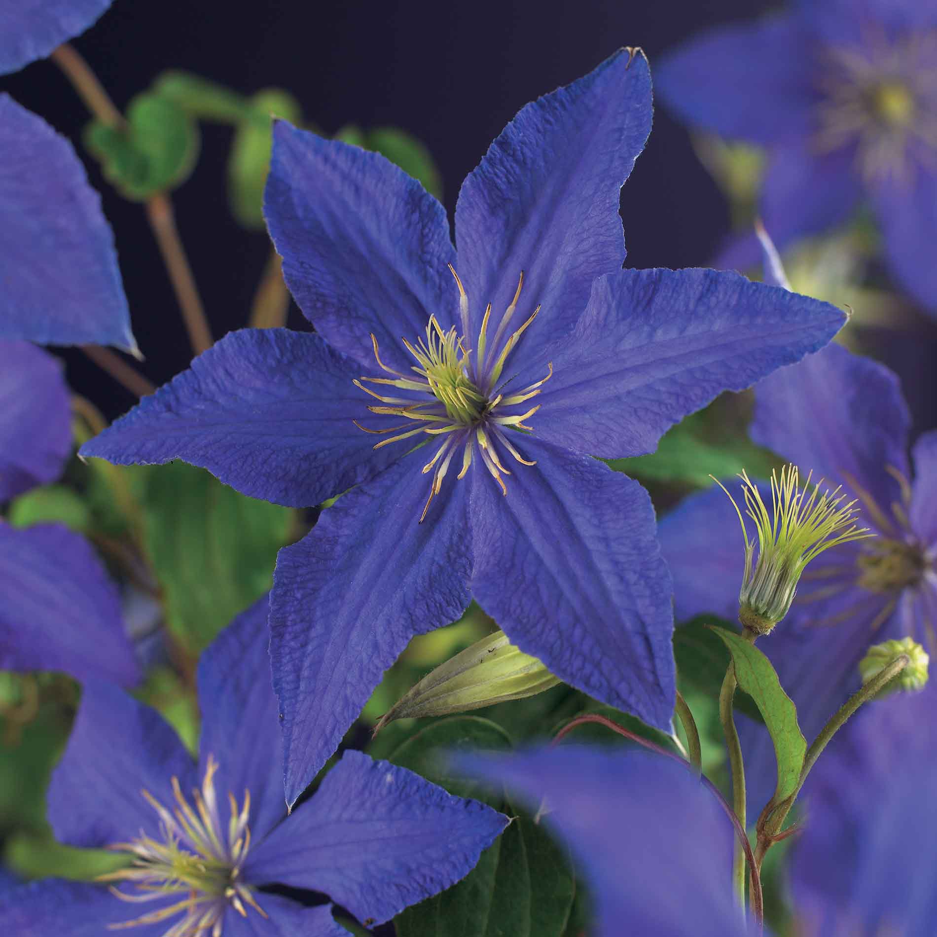Clematis 'Rhapsody' 17cm