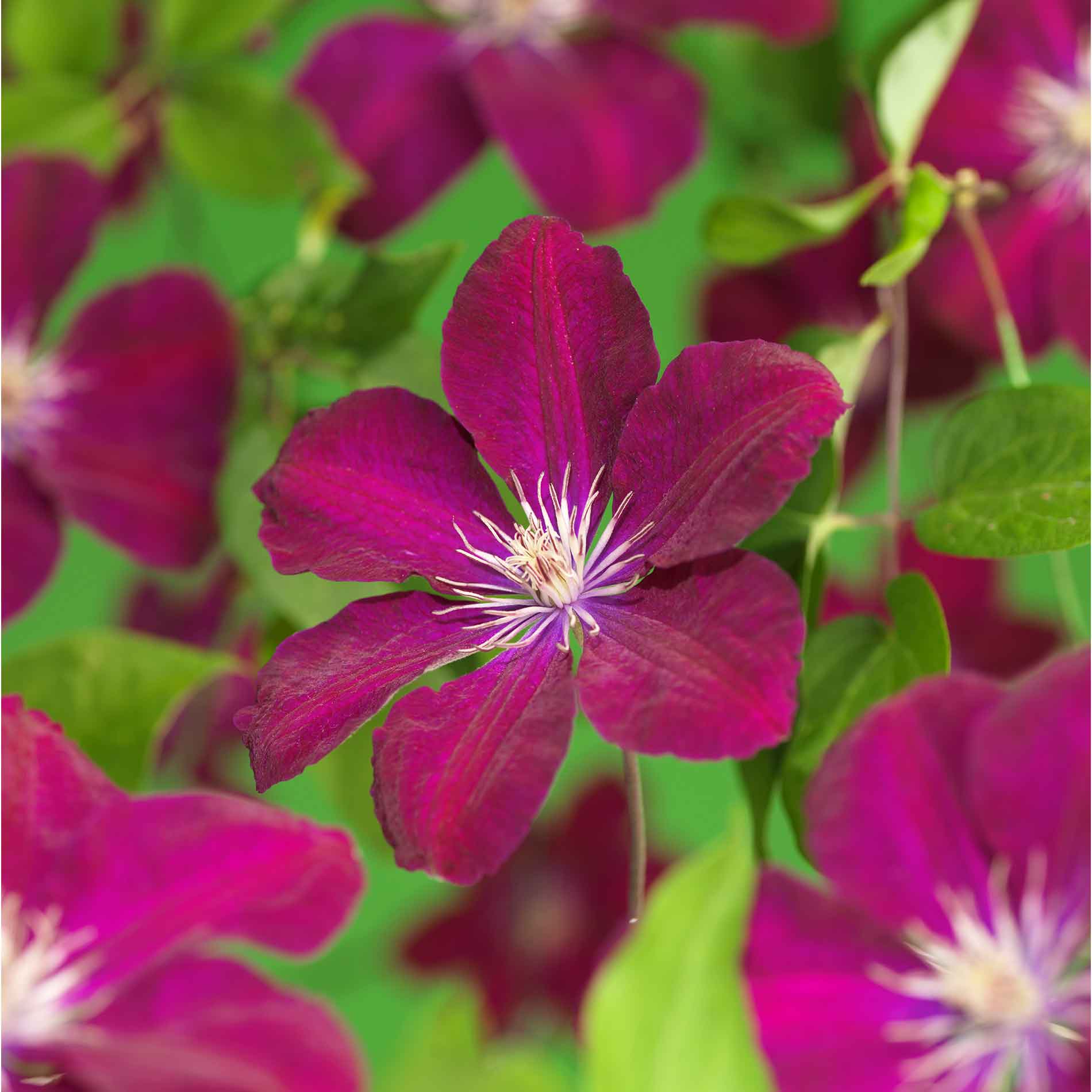 Clematis 'Rouge Cardinal'