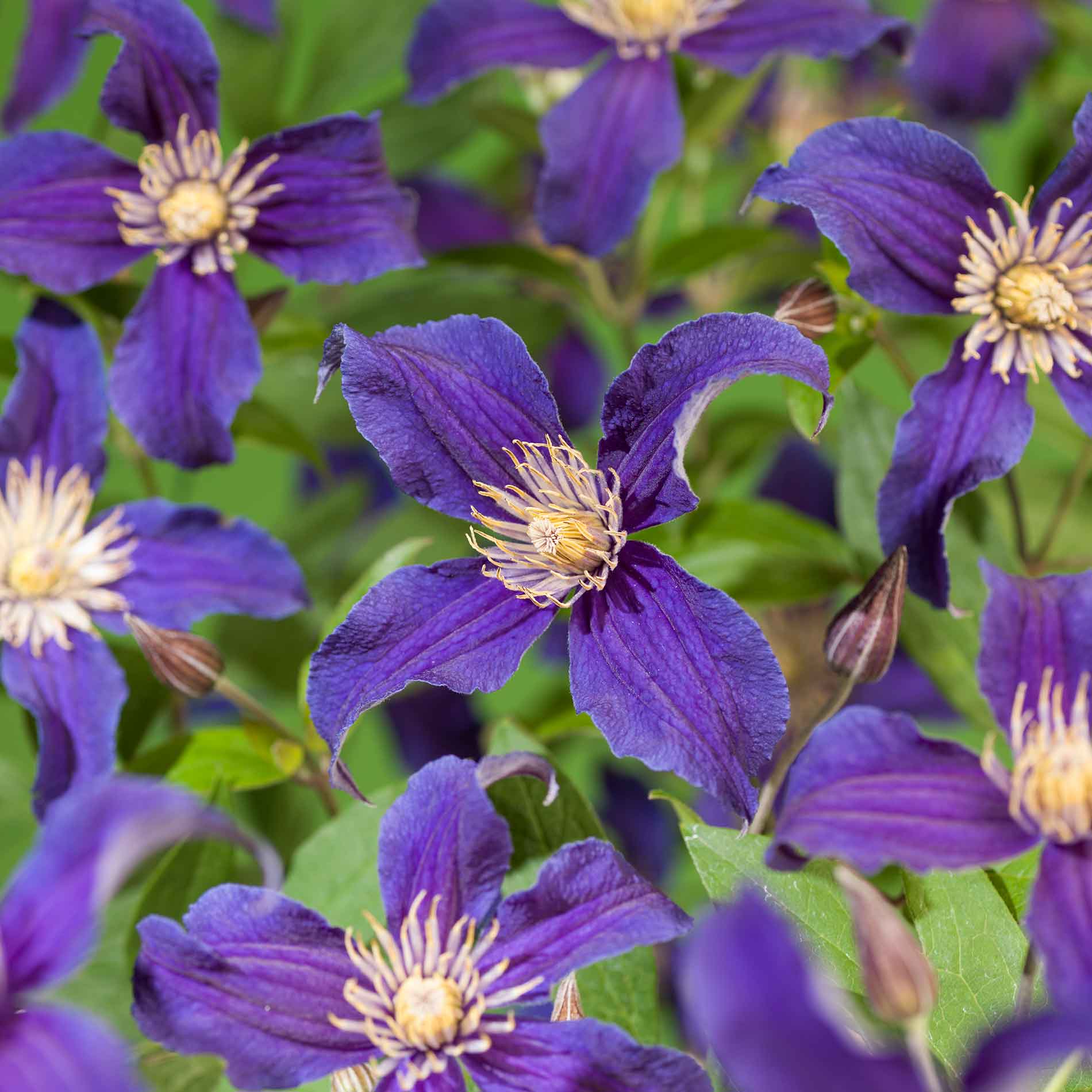 Clematis So many  blue flowers 17cm