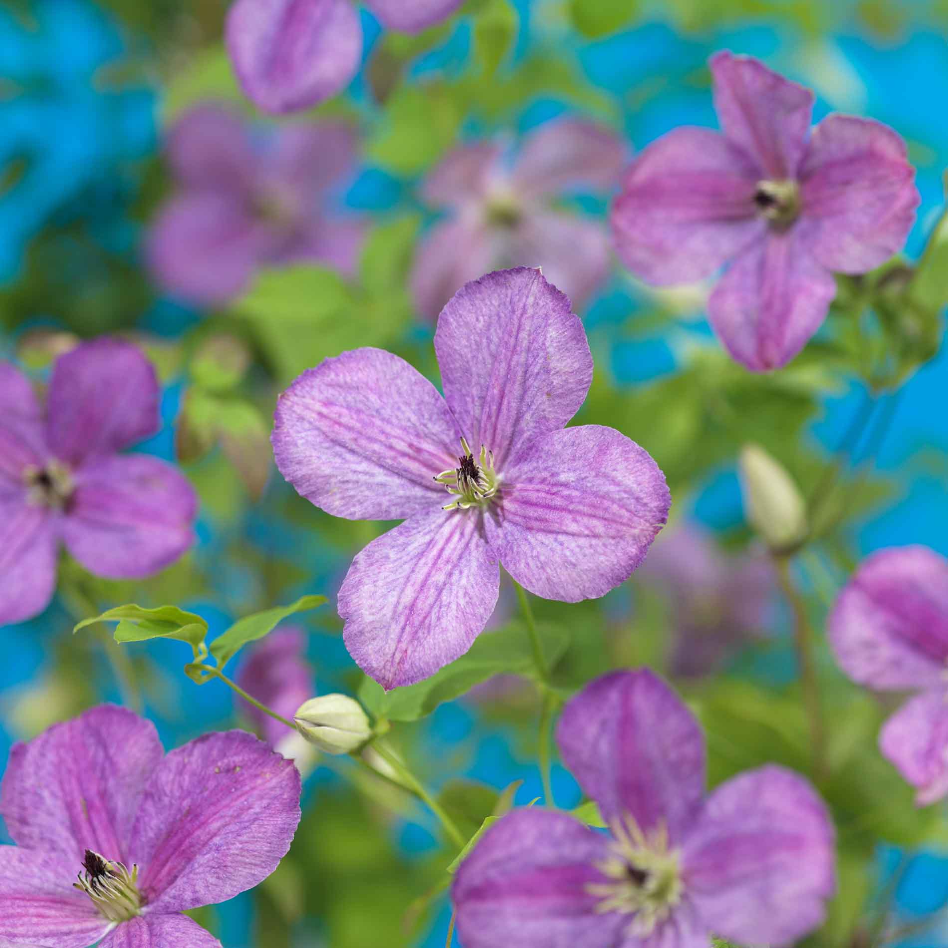 Clematis So many lavender flowers 17cm