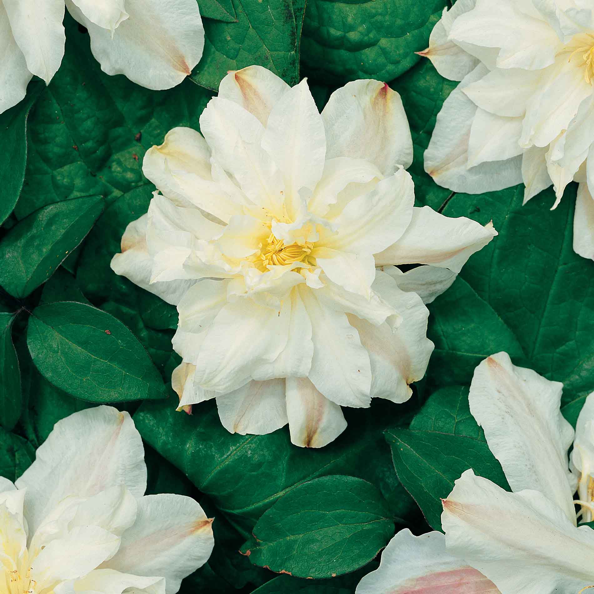 Clematis Sylvia Denny 3 L. pot.