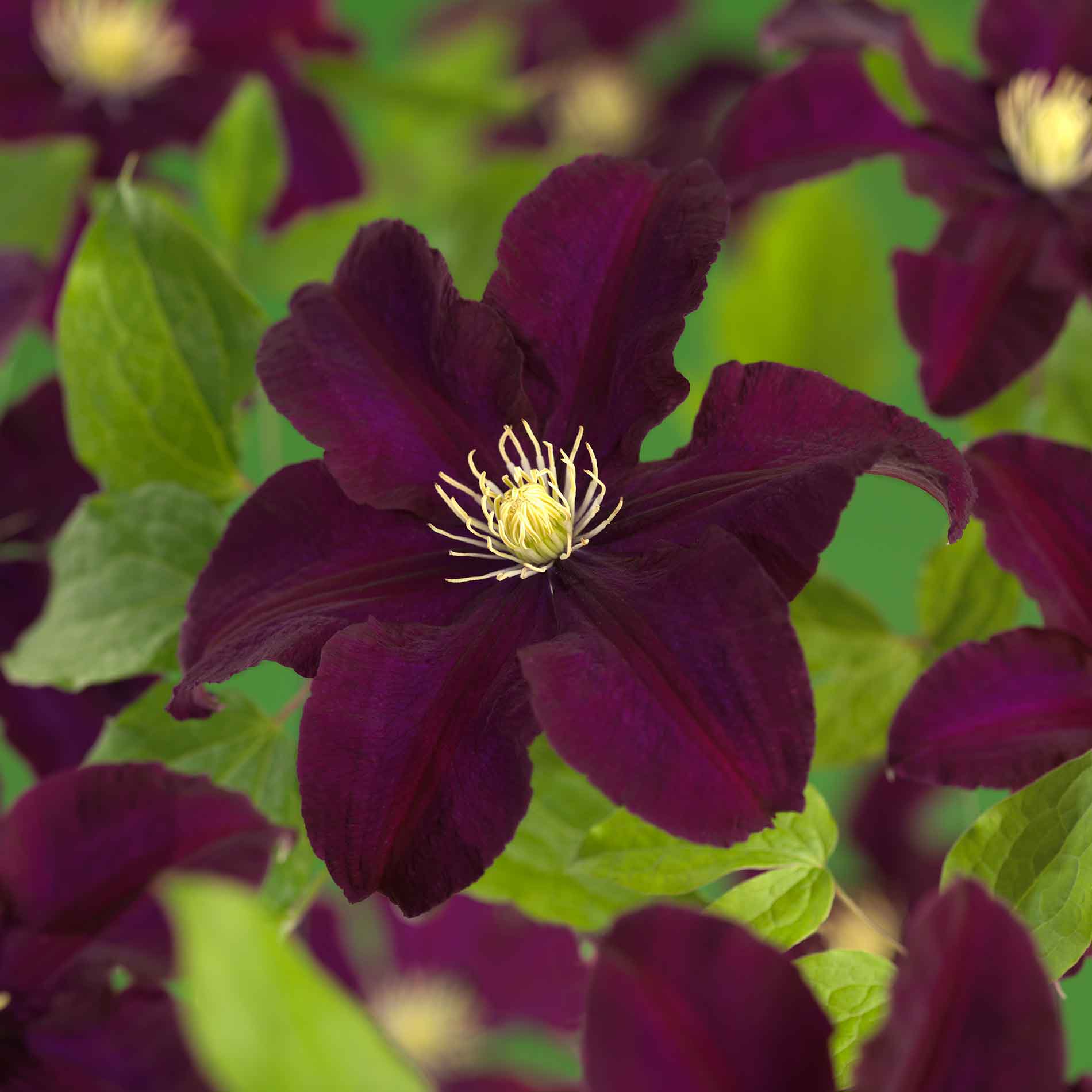 Clematis 'Warszawska Nike' 17cm