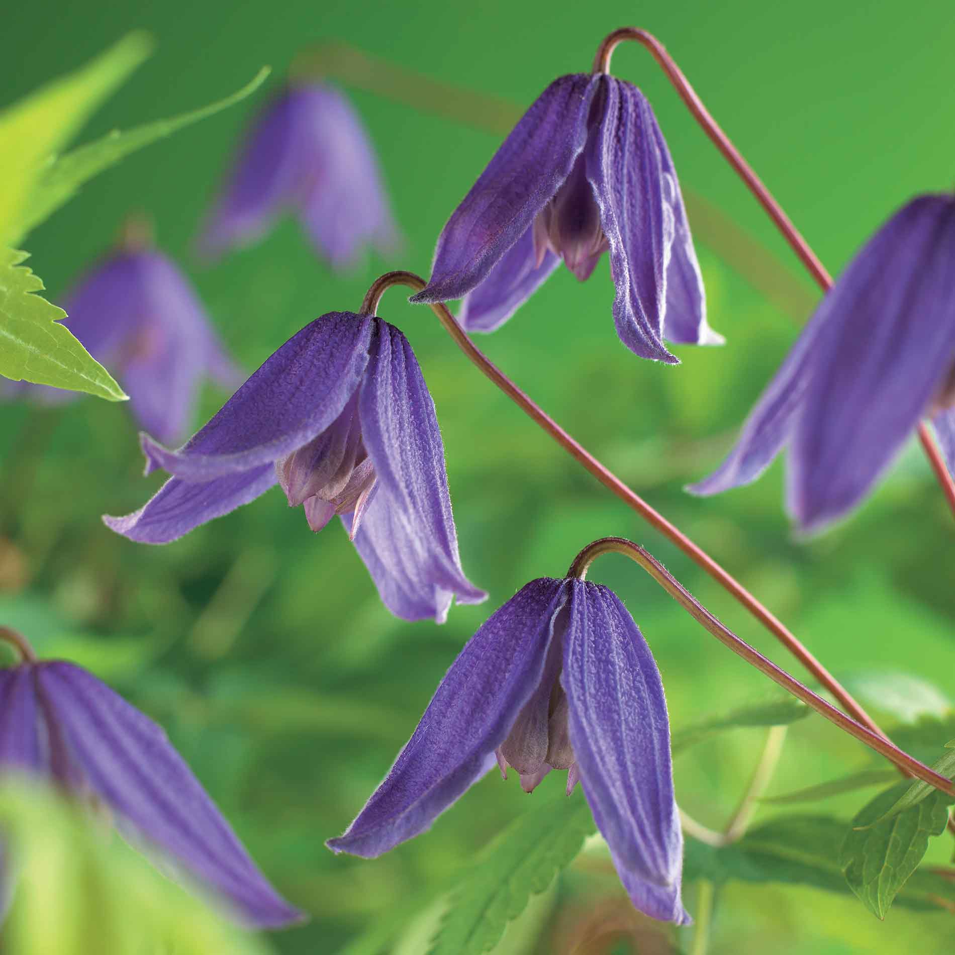 Clematis (Atragene) 'Helsingborg' 17cm