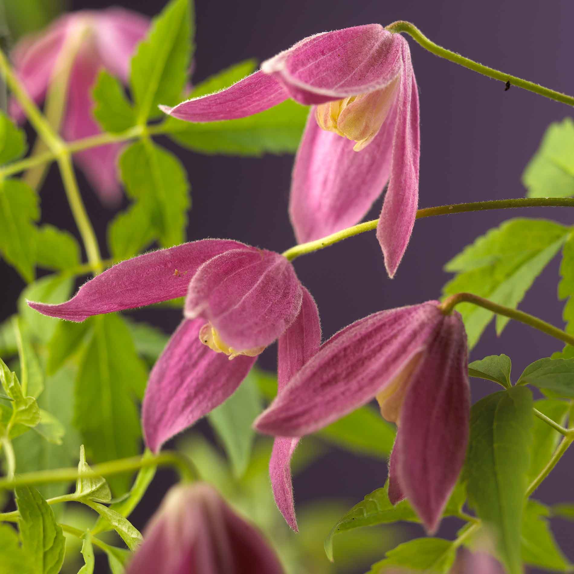 Clematis (Atragene) 'Ruby' 17cm