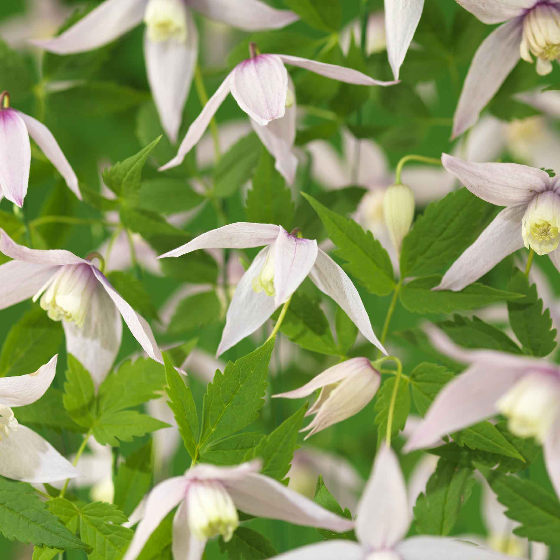 Clematis (Atragene) 'Willy' 17cm