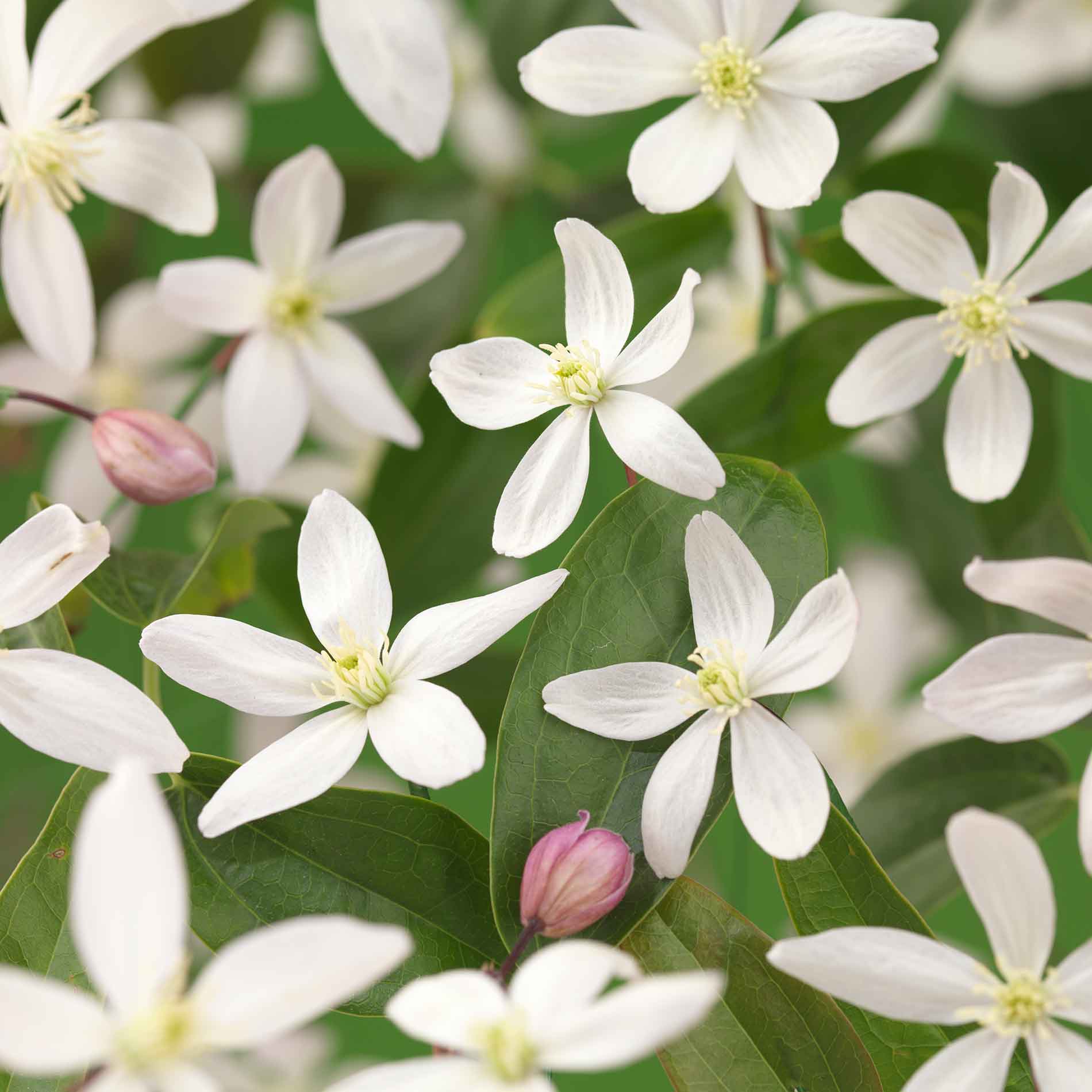 Clematis arm. 'Apple Blossom' 150-175cm 5,5L