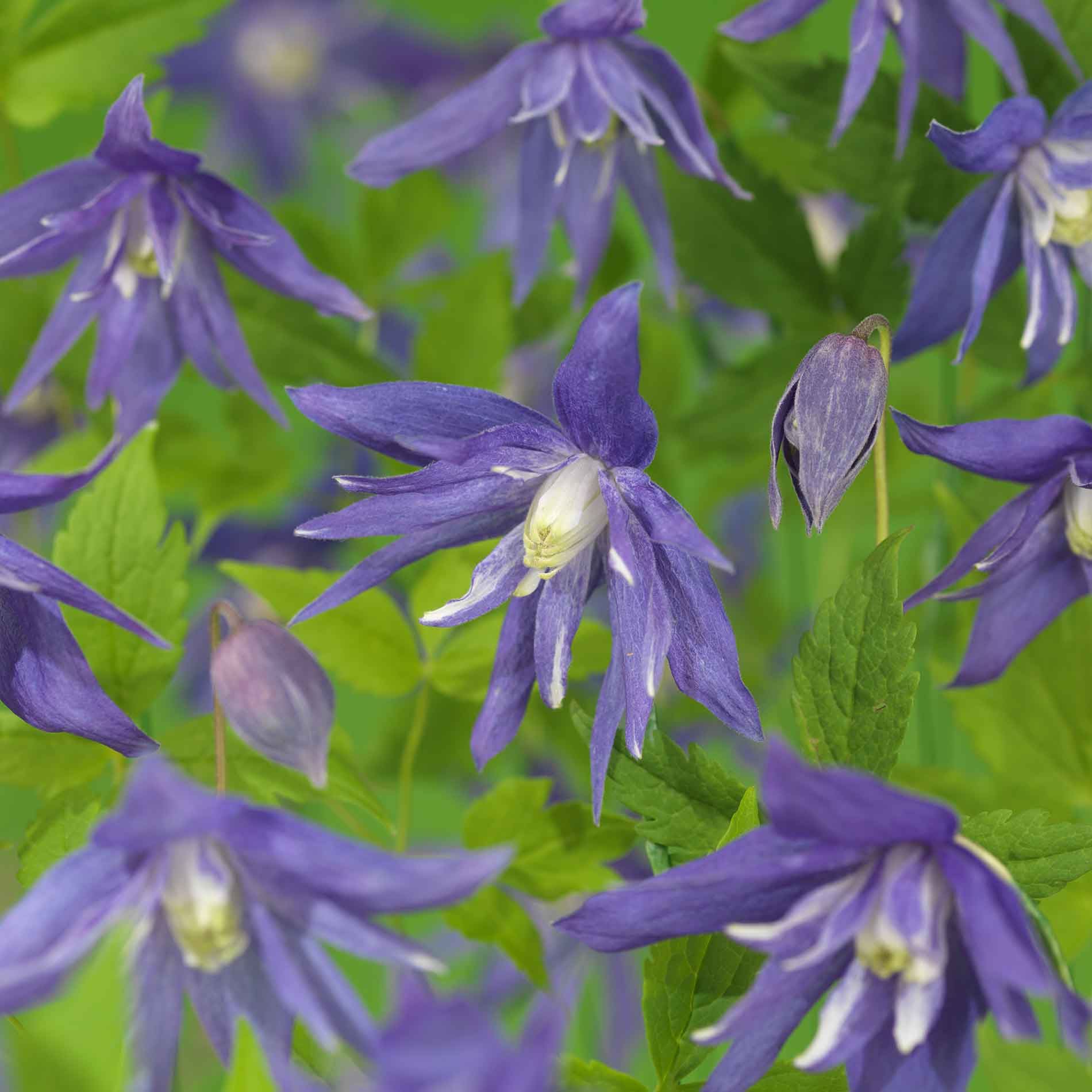 Clematis (Atragene) 'Maidwell Hall' 17cm