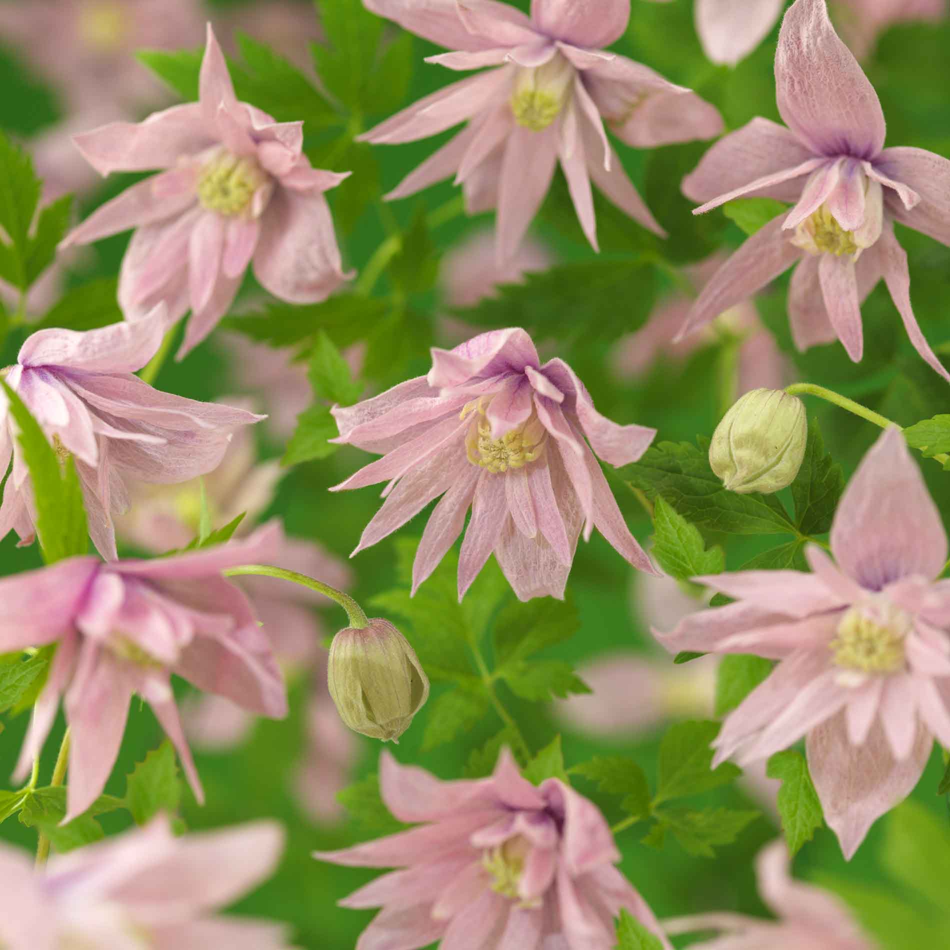 Clematis (Atragene) 'Markham's Pink' 17cm