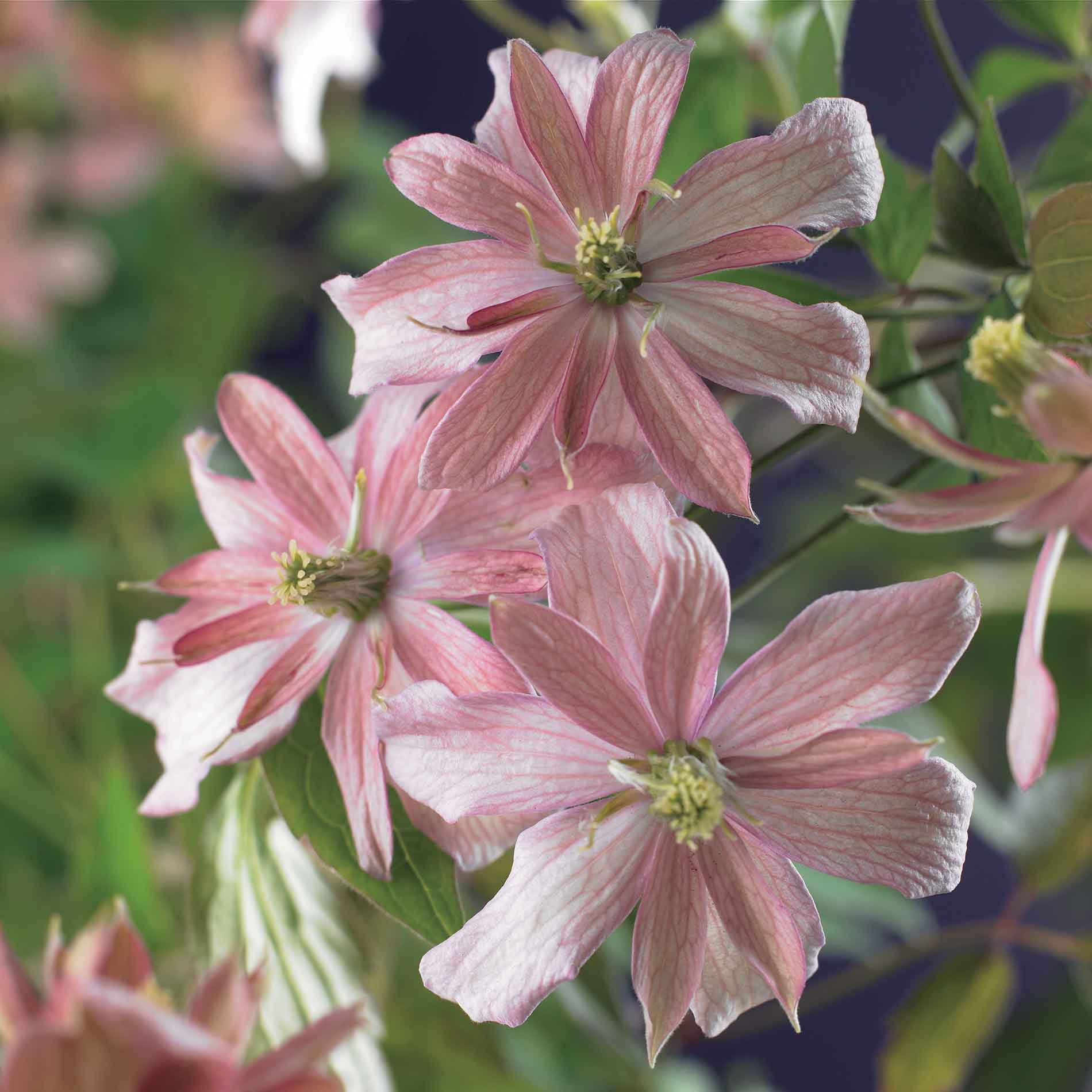 Clematis (Montana) 'Broughton Star' 17cm