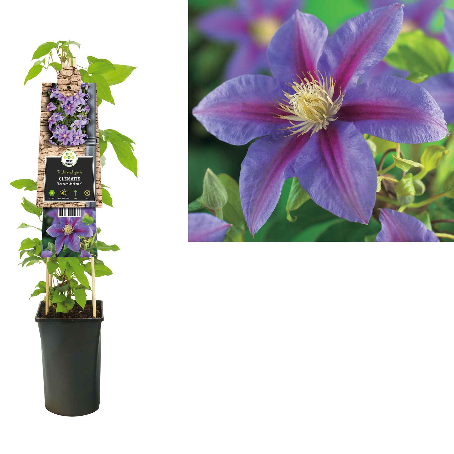 Clematis (Early Large-flowered) 'Barbara Jackm 17cm