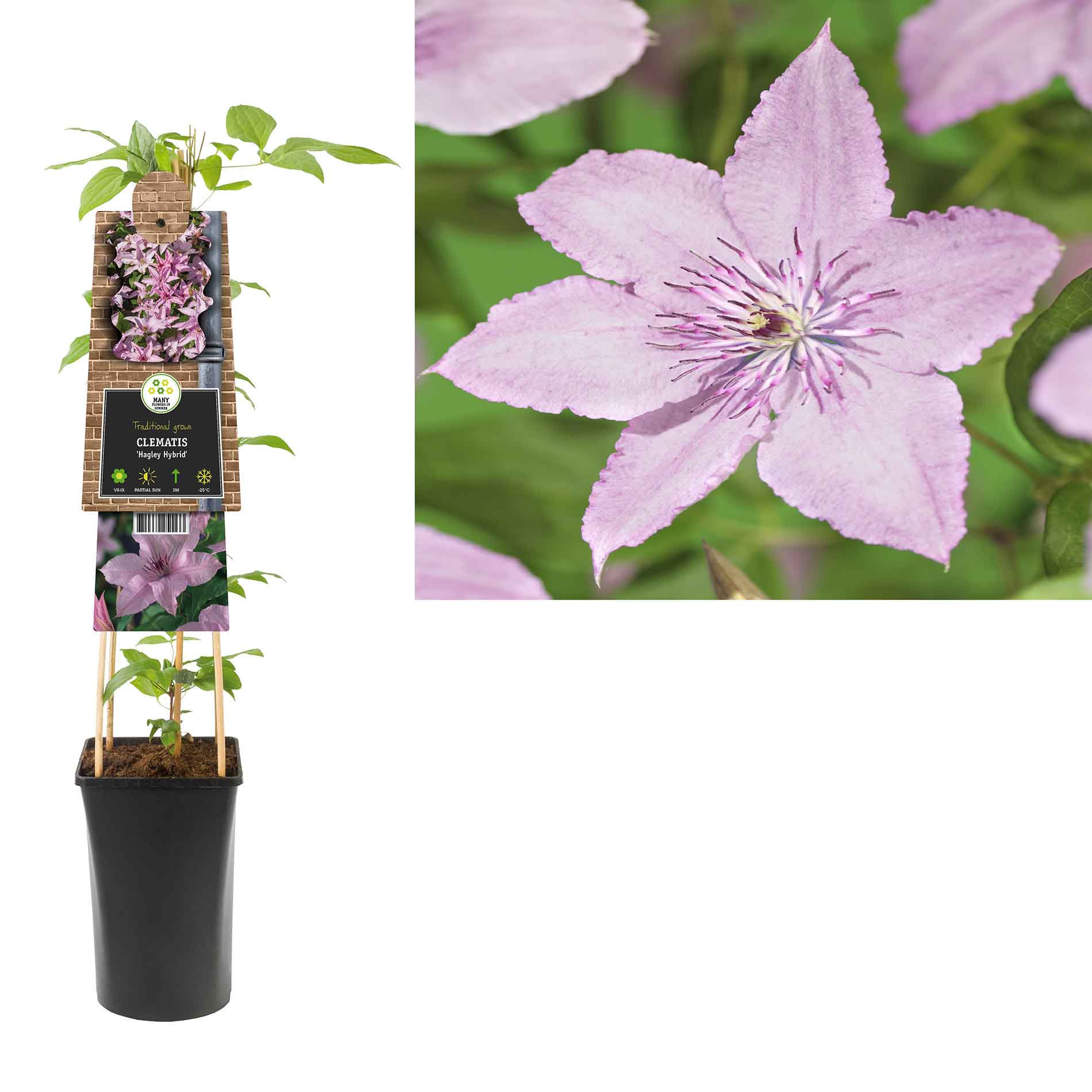 Clematis (Late Large-flowered) 'Hagley Hybrid' 17cm